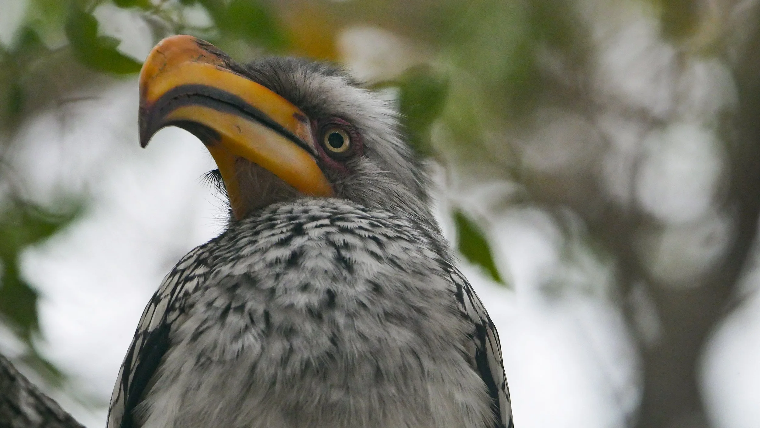 landscapeandwildlife_Kruger_-77.jpg