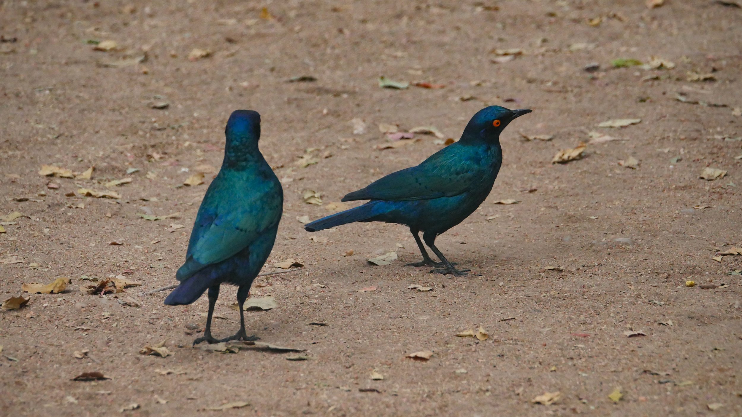 landscapeandwildlife_Kruger_-67.jpg