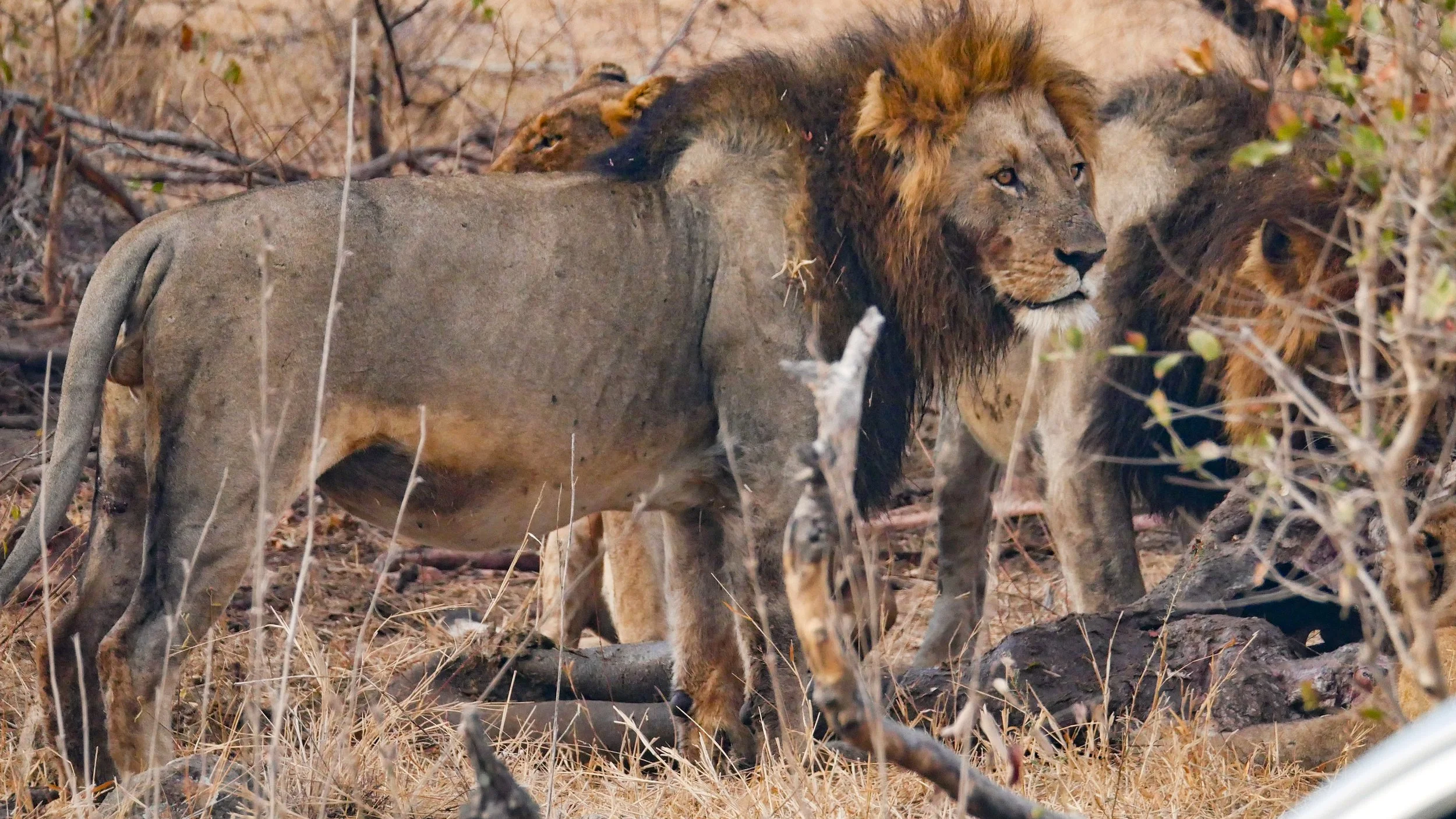 landscapeandwildlife_Kruger_-35.jpg