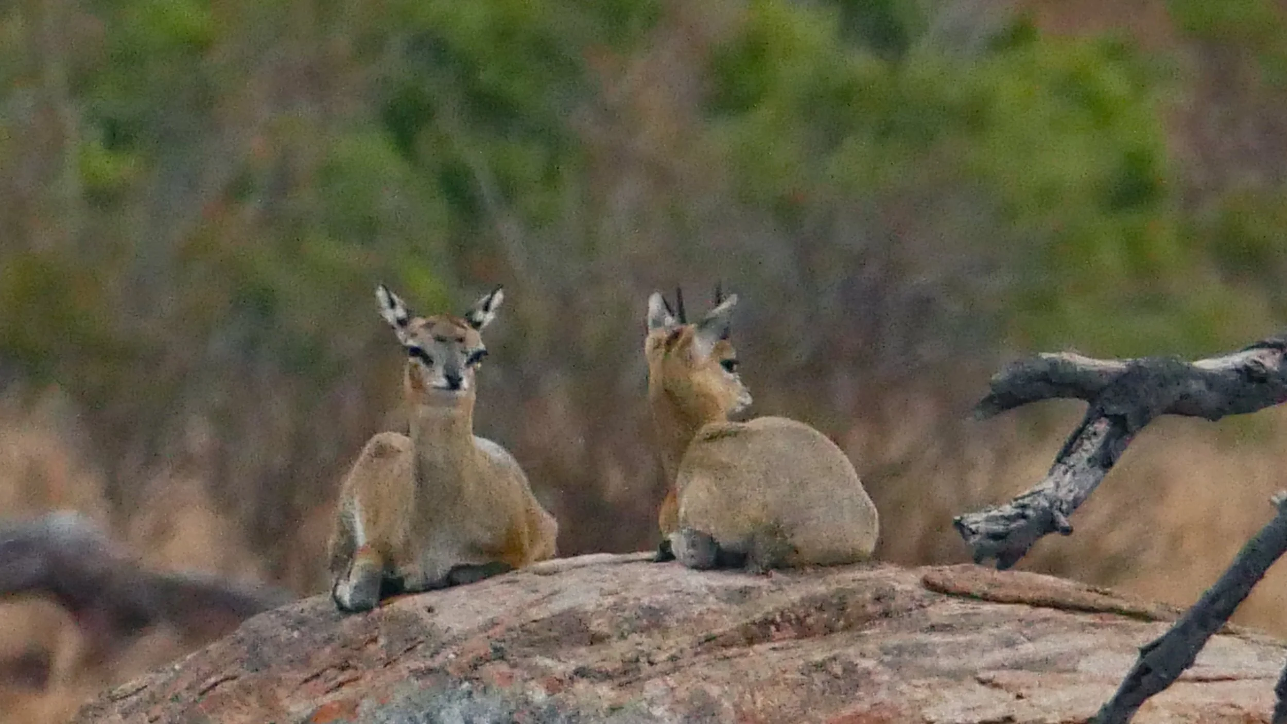 landscapeandwildlife_Kruger_-103.jpg