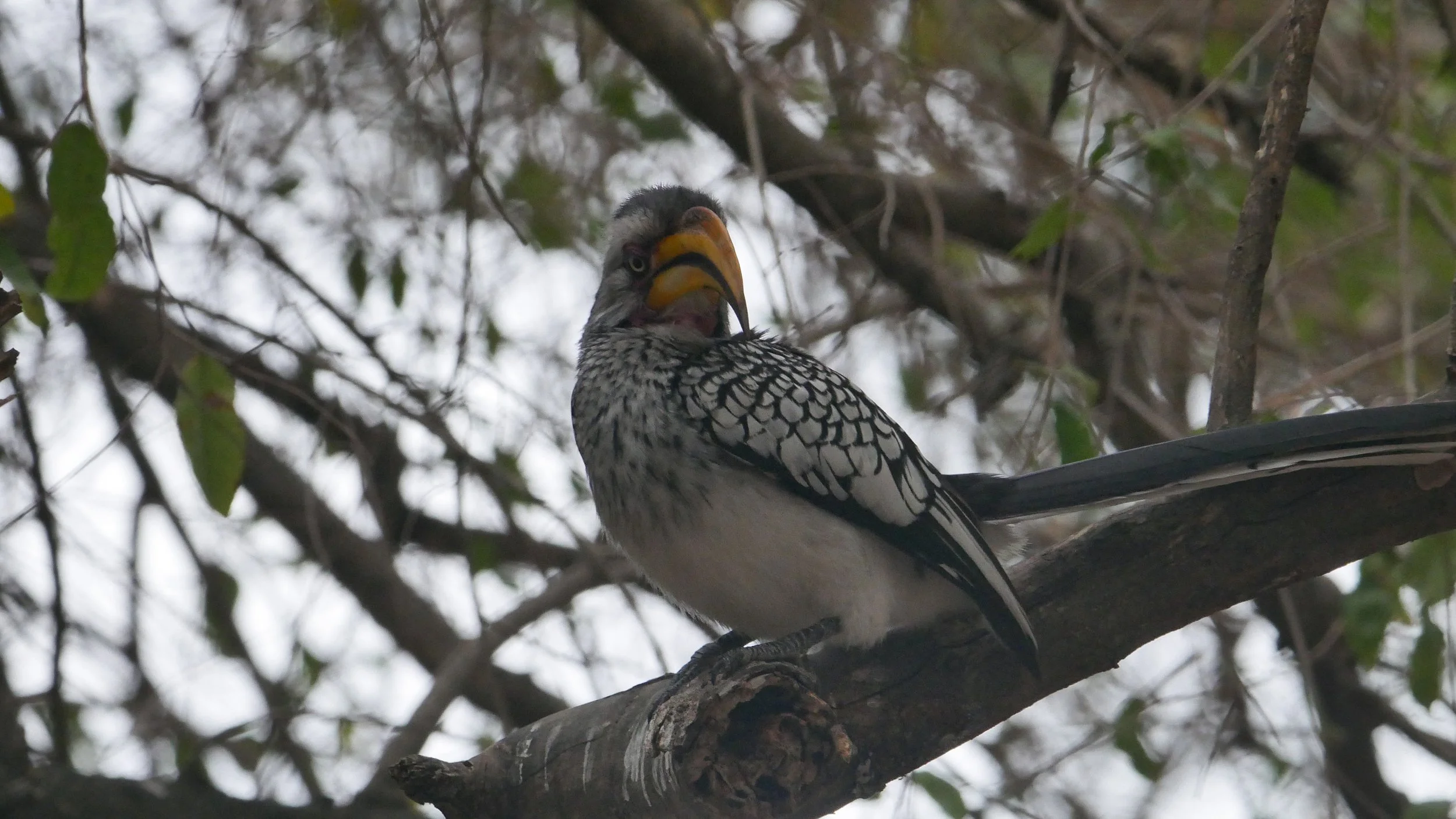 landscapeandwildlife_Kruger_-78.jpg