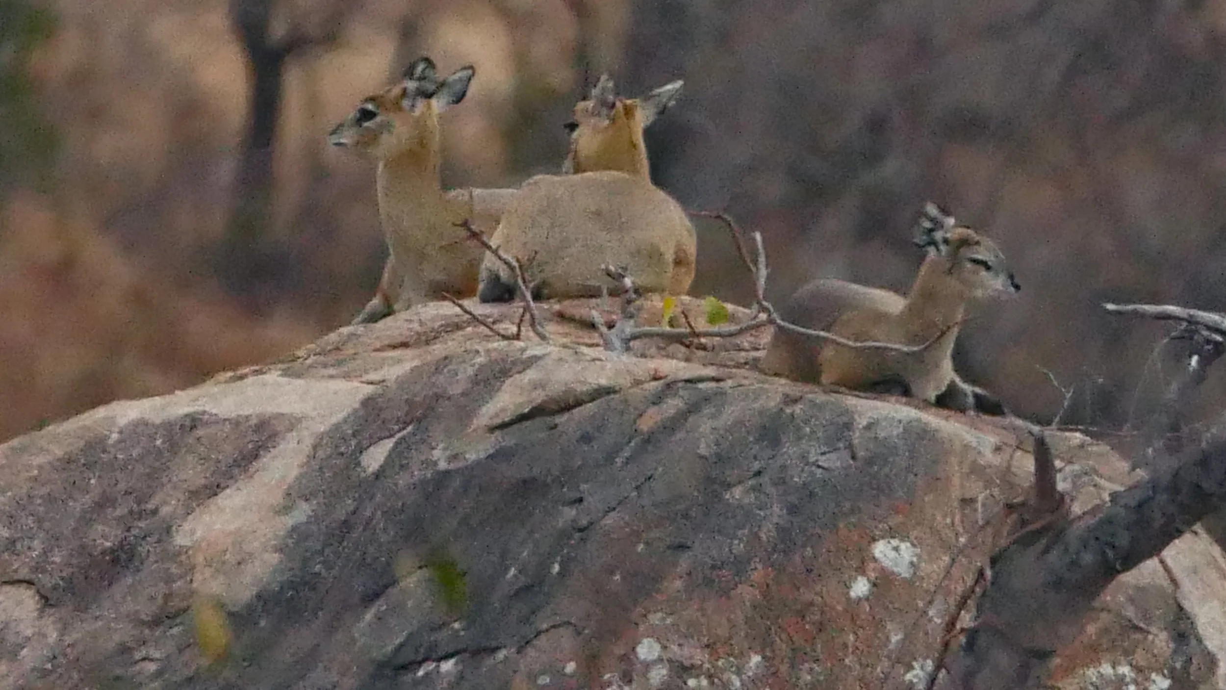 landscapeandwildlife_Kruger_-102.jpg