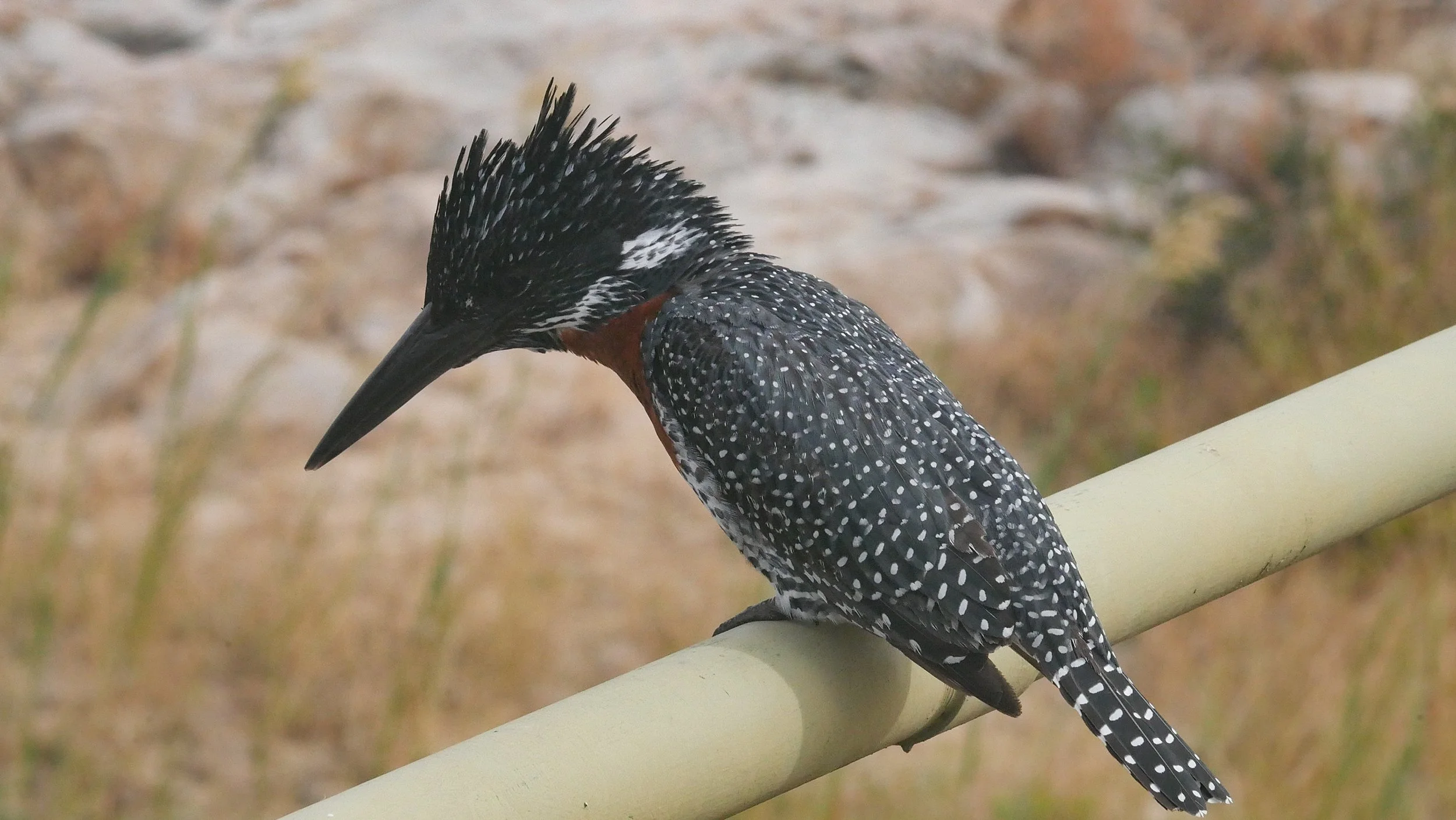 landscapeandwildlife_Kruger_-86.jpg