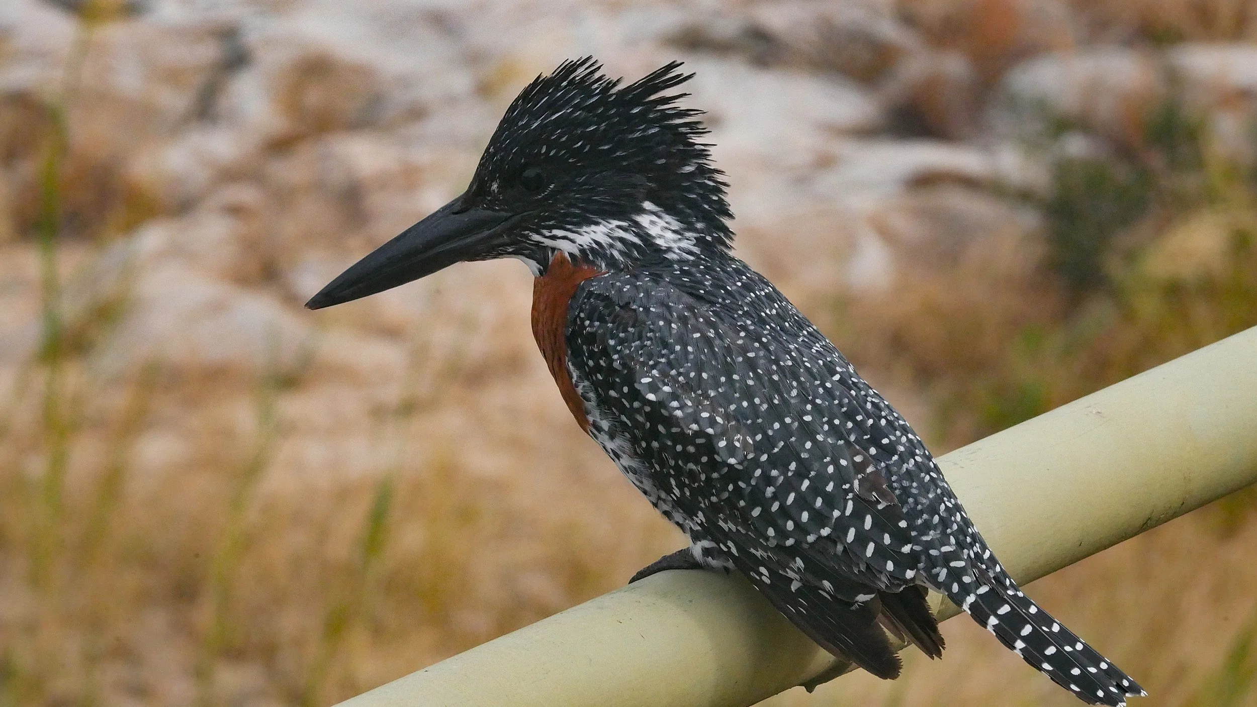 landscapeandwildlife_Kruger_-85.jpg