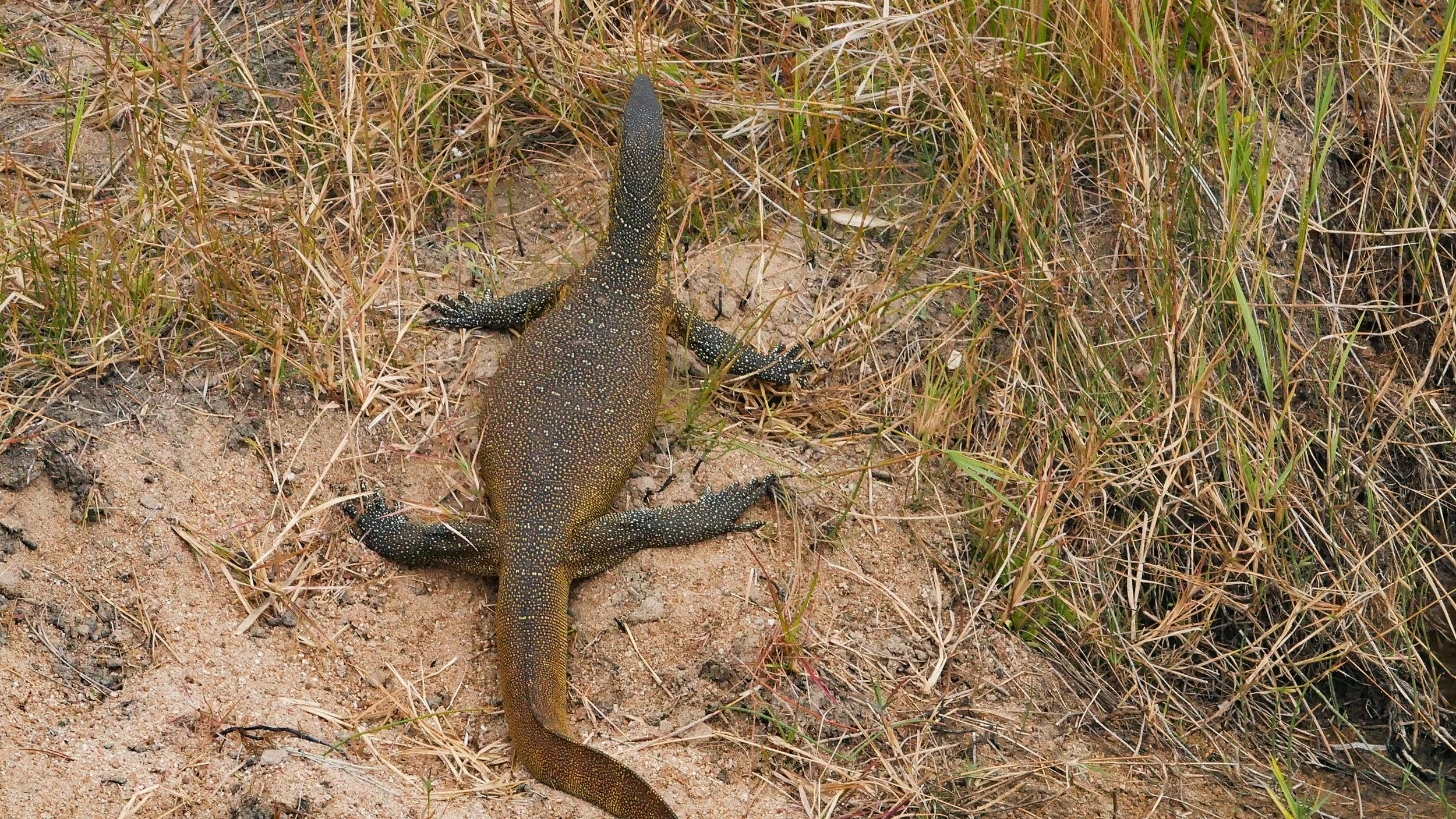 landscapeandwildlife_Kruger_-84.jpg