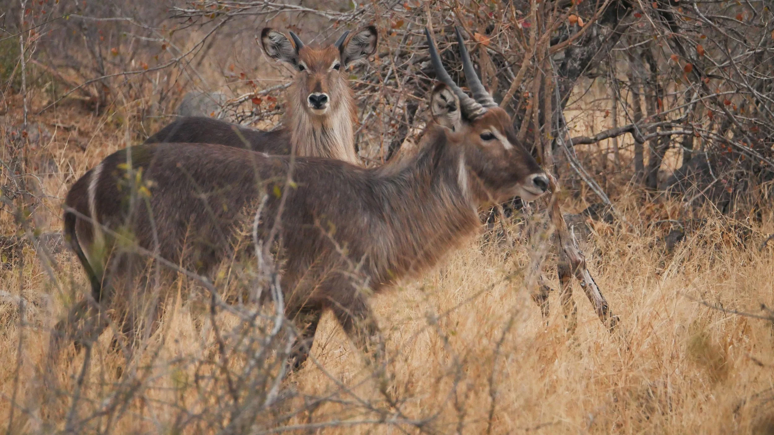 landscapeandwildlife_Kruger_-114.jpg