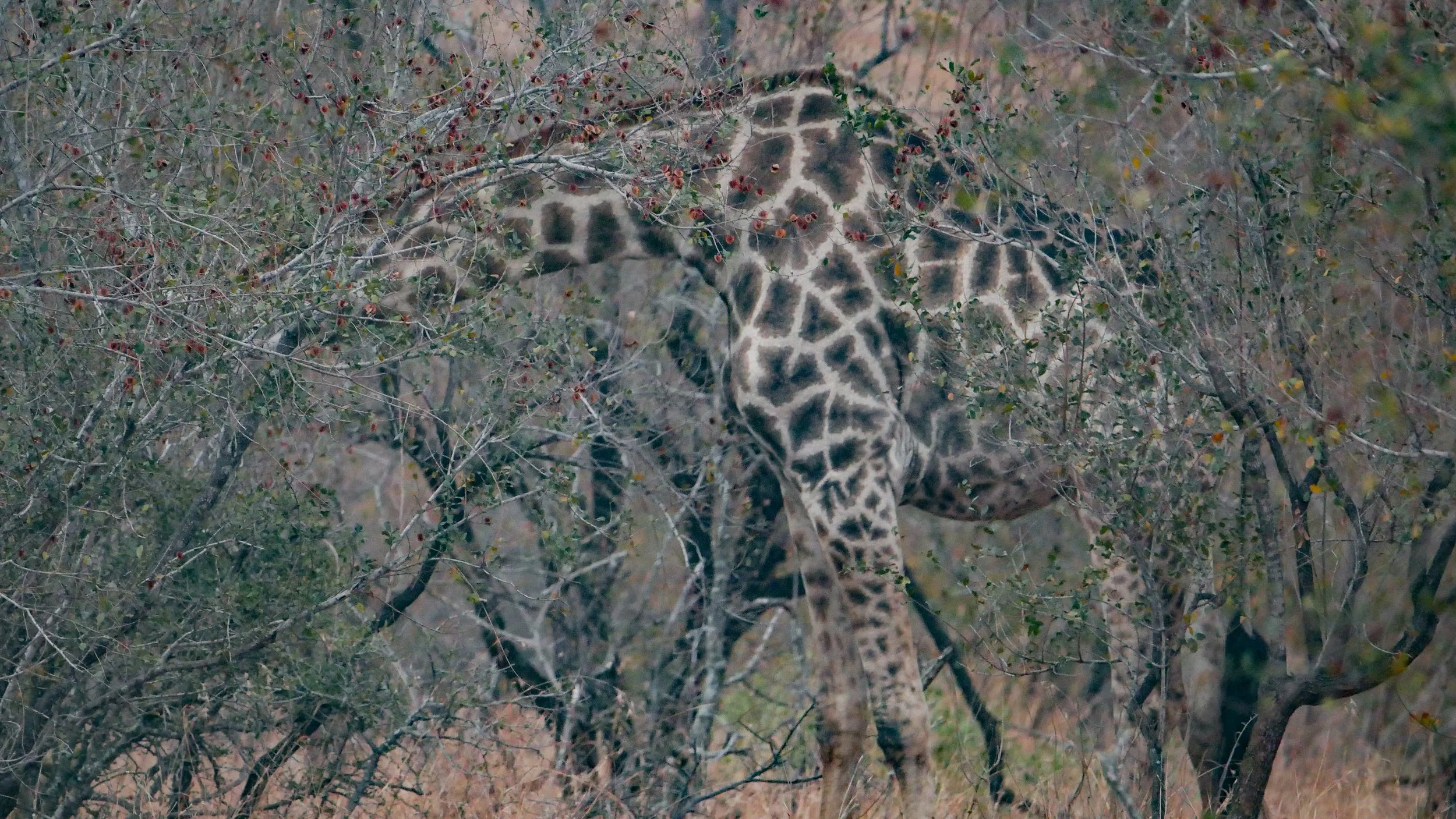 landscapeandwildlife_Kruger_-13.jpg
