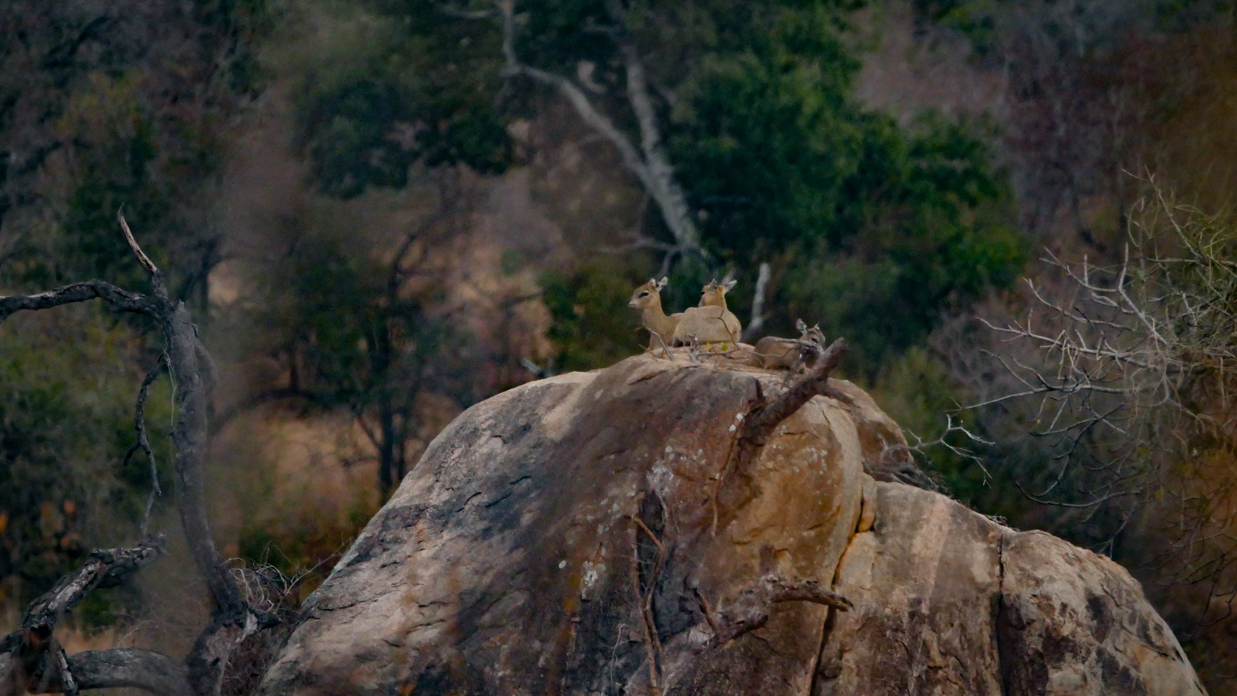 landscapeandwildlife_Kruger_-99.jpg