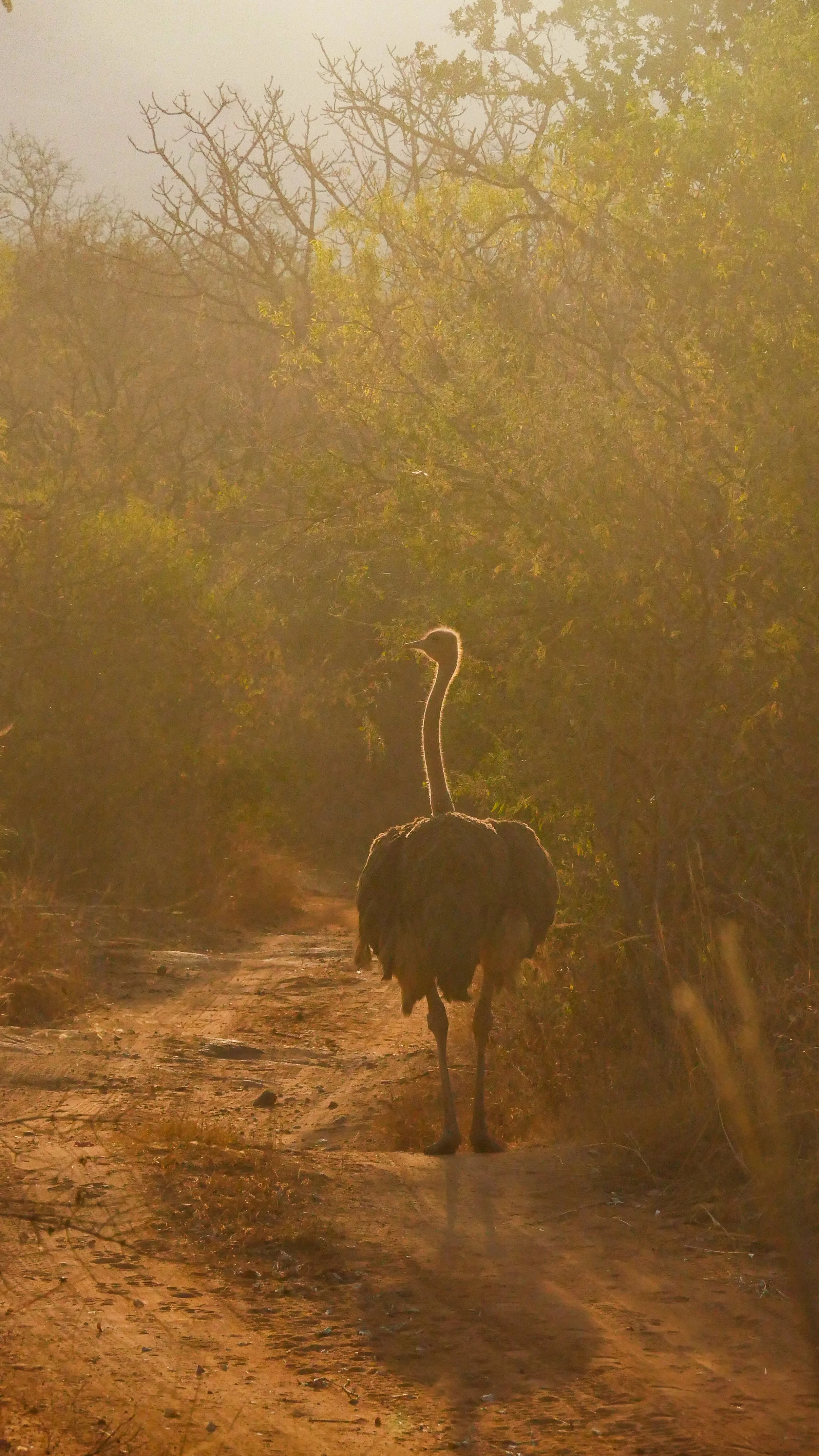 landscapeandwildlife_Kruger_-8-3.jpg