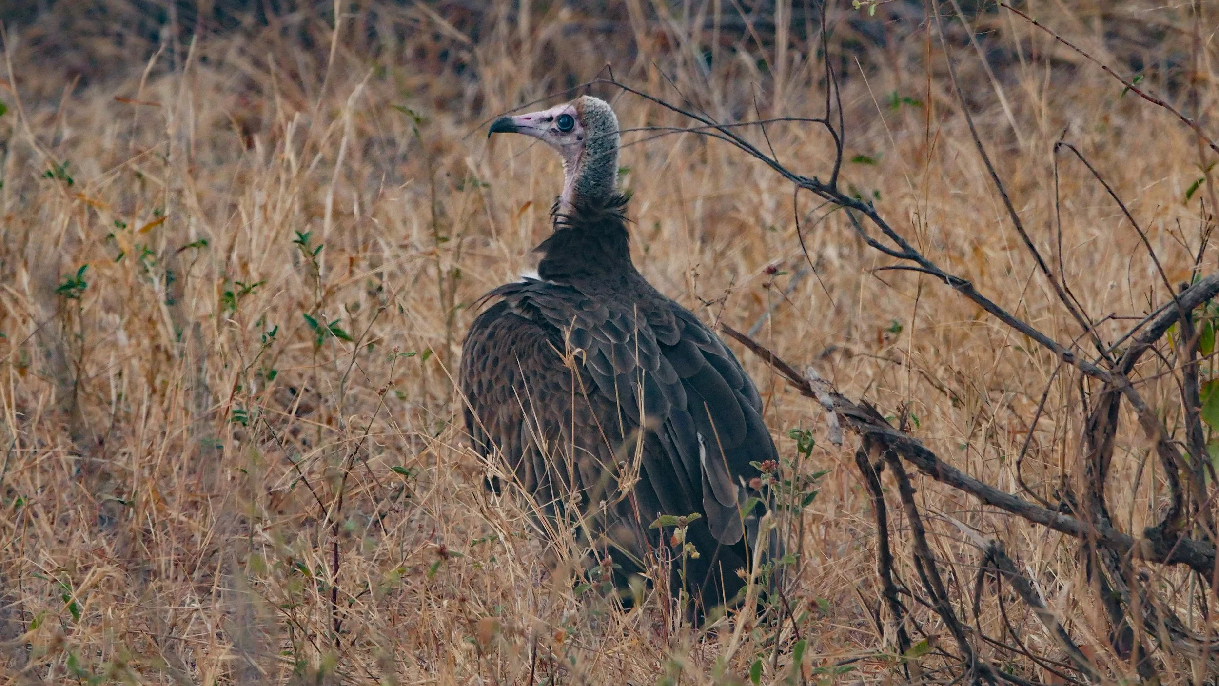 landscapeandwildlife_Kruger_-23.jpg