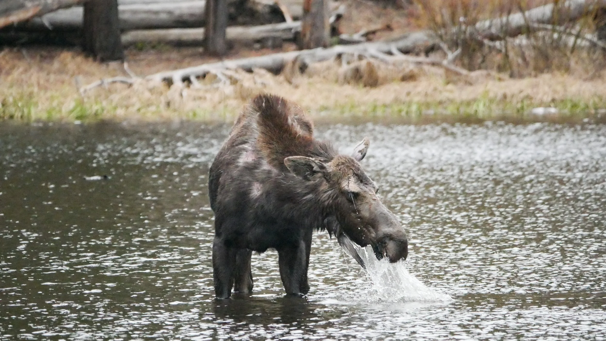 LandscapeandWildlife_RMNP_-48.jpg