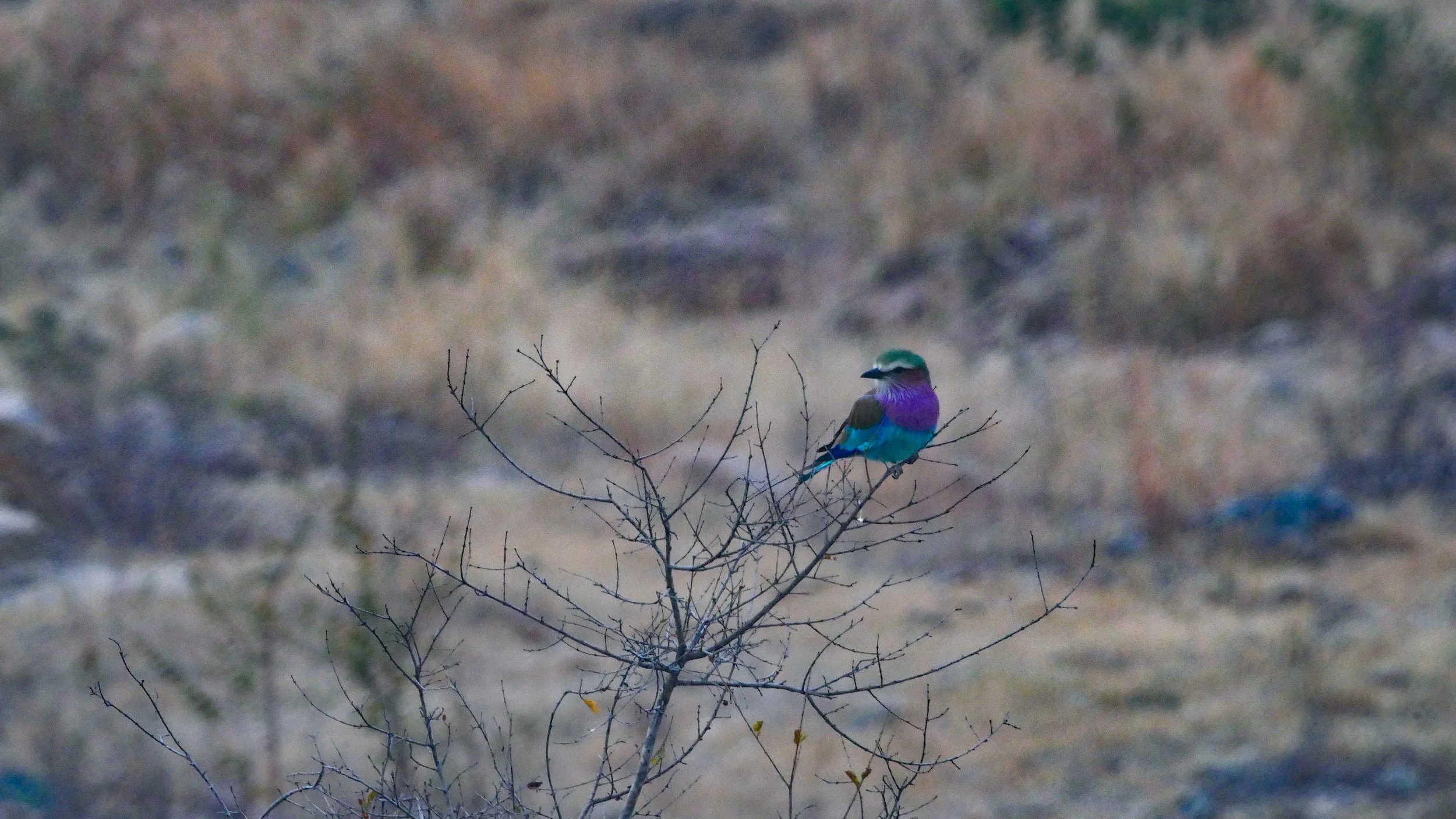 landscapeandwildlife_Kruger_-2.jpg