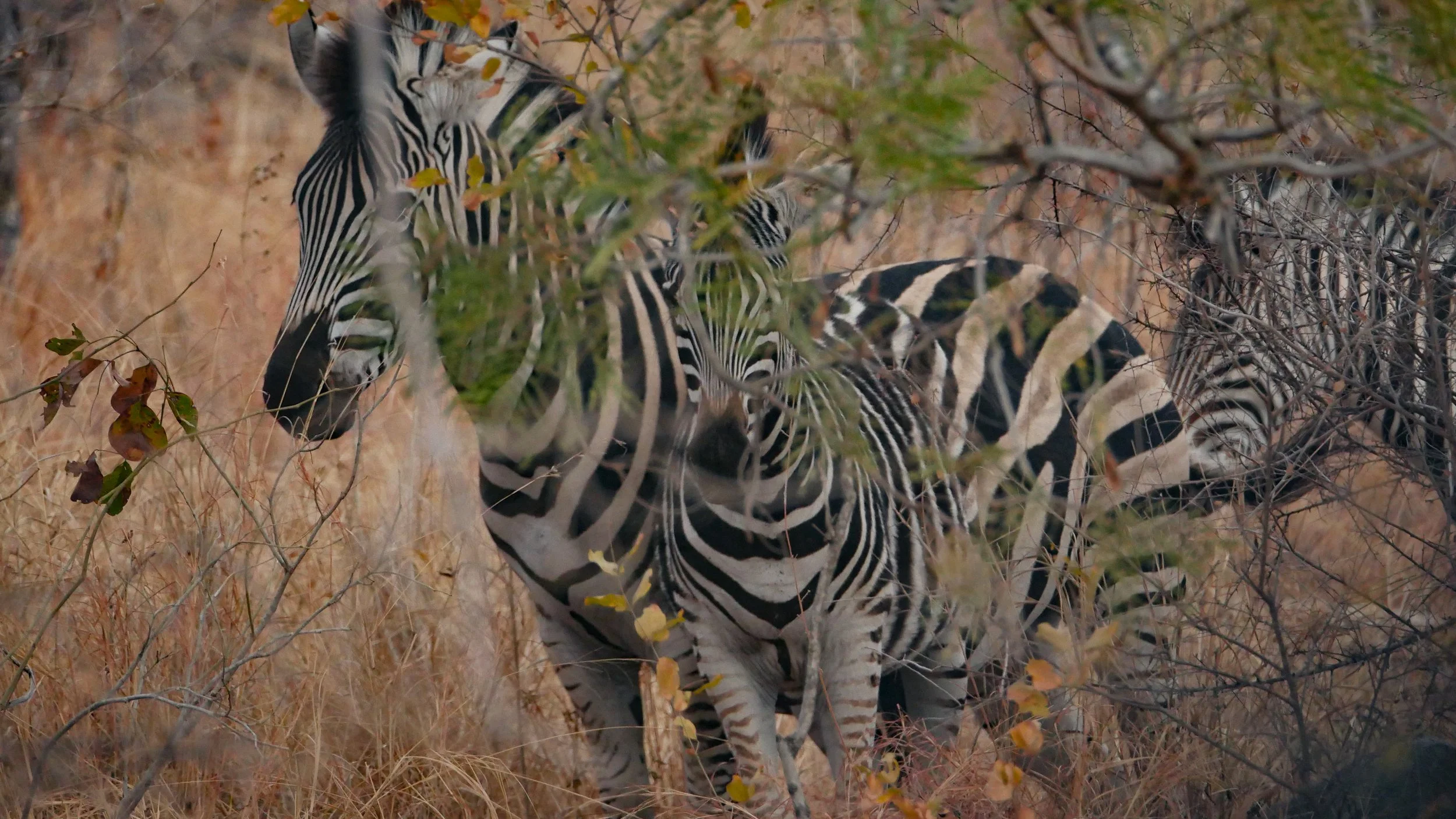 landscapeandwildlife_Kruger_-141.jpg