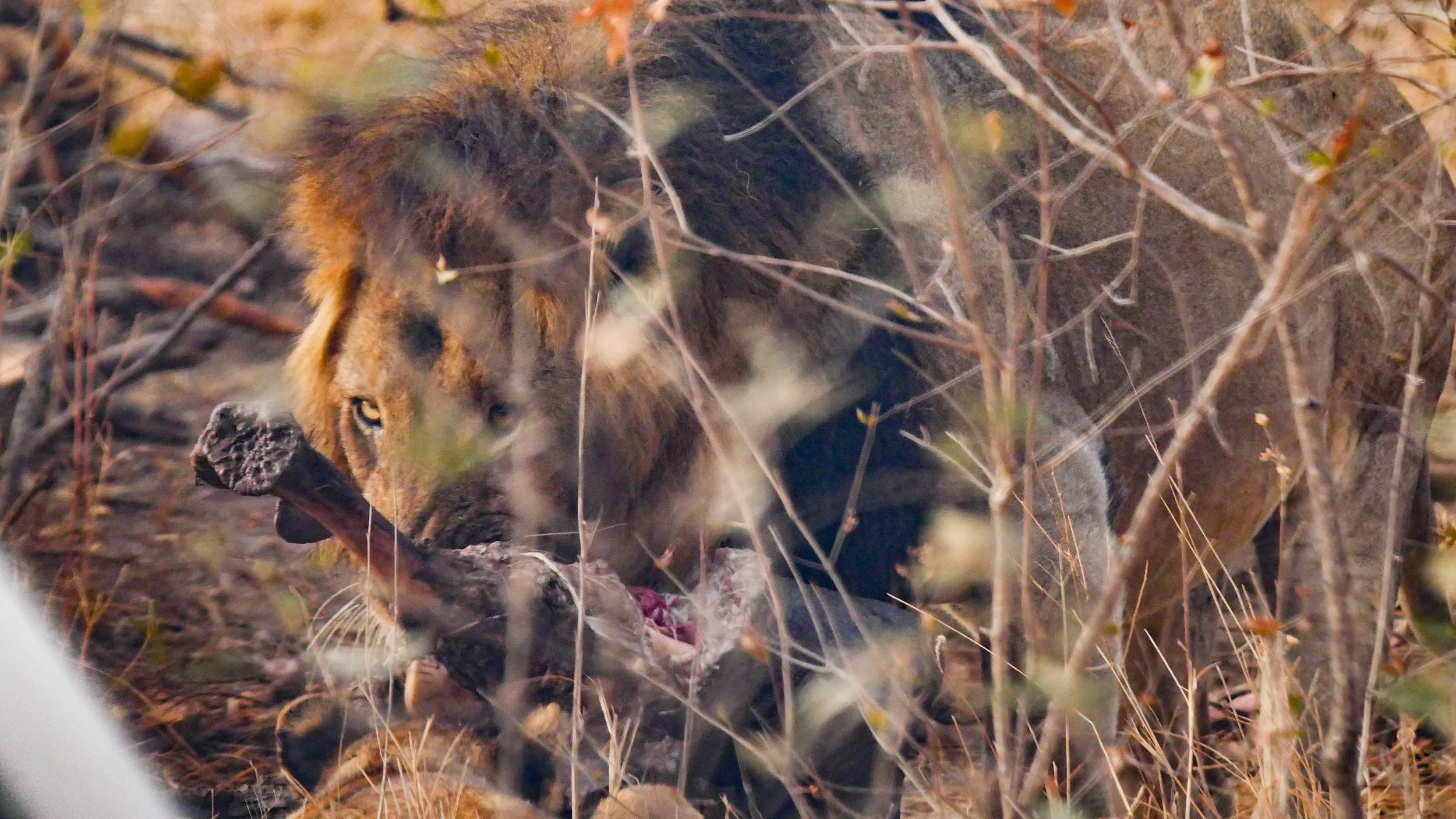 landscapeandwildlife_Kruger_-28.jpg