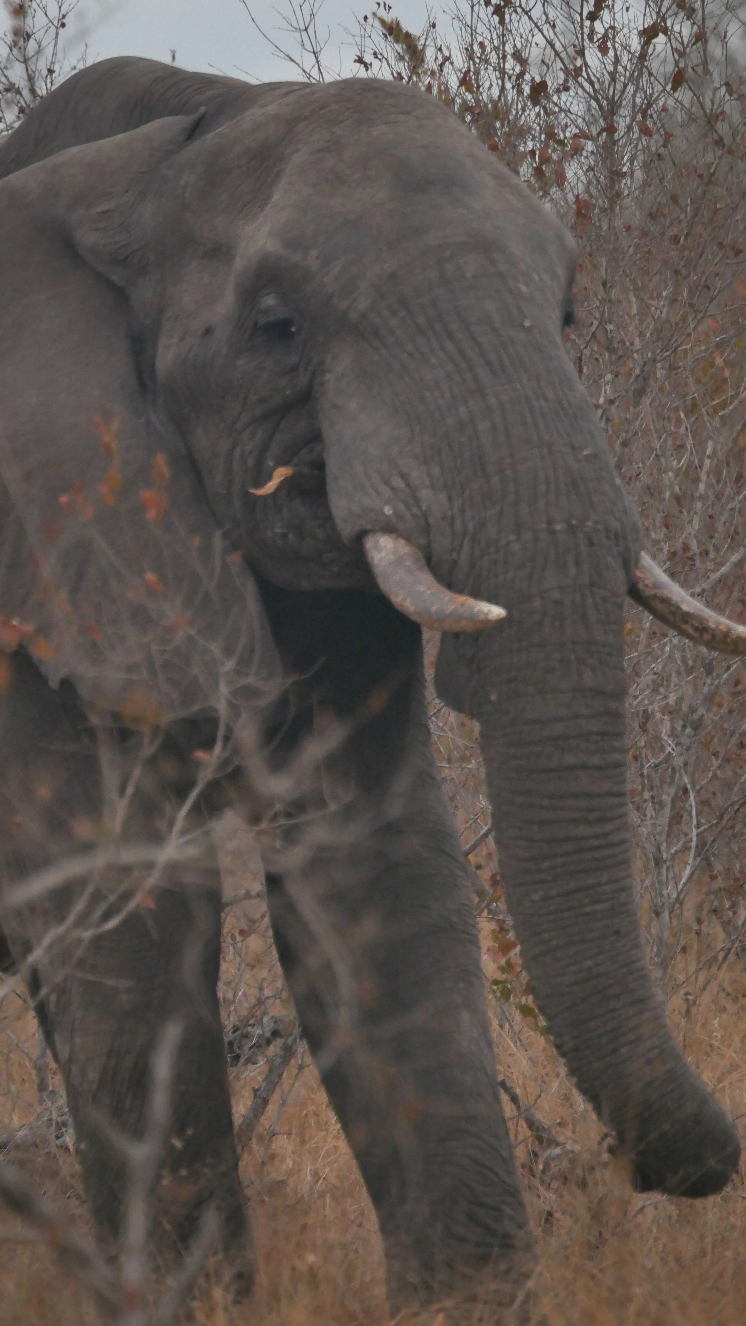 landscapeandwildlife_Kruger_-118.jpg