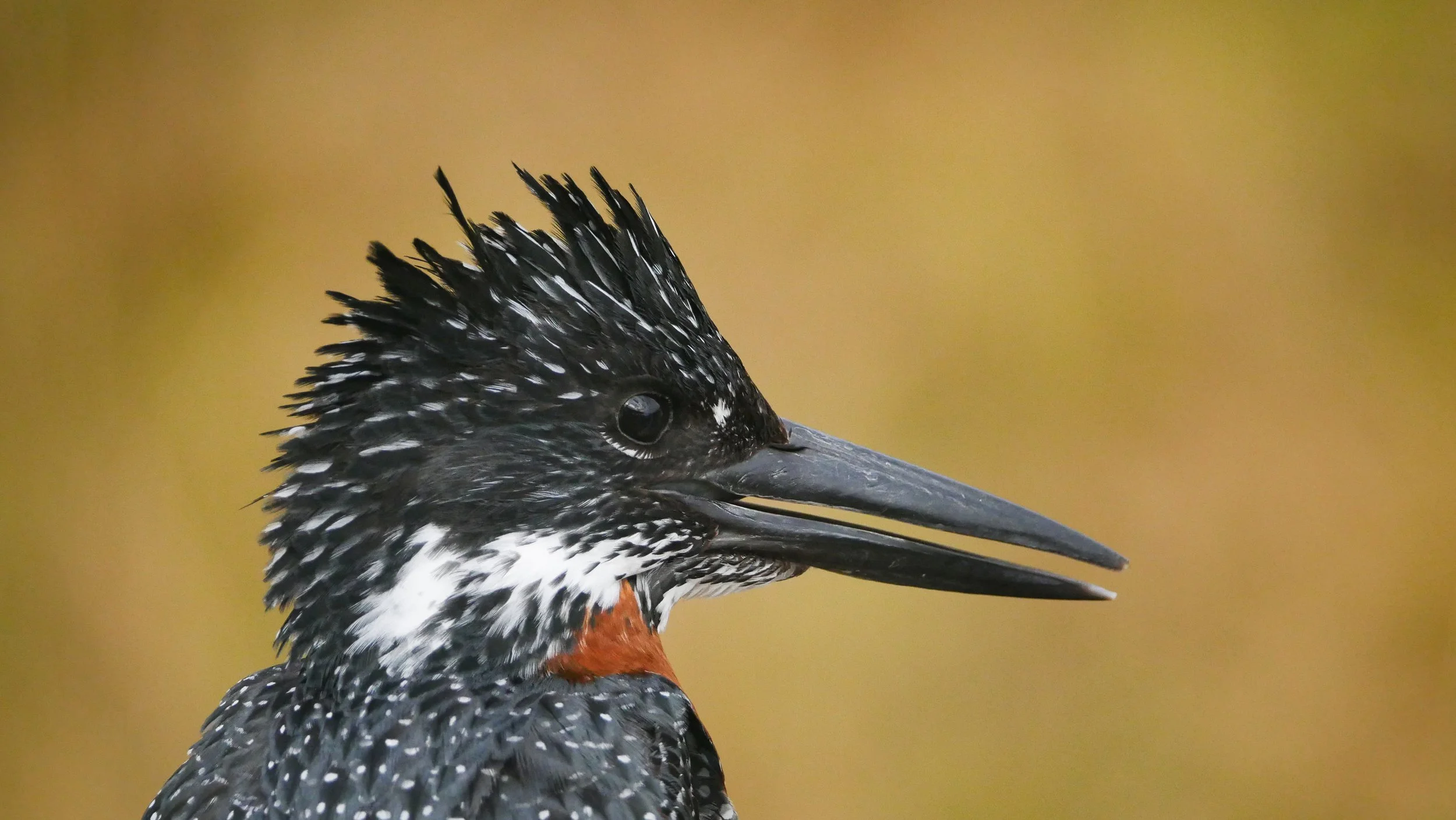 landscapeandwildlife_Kruger_-91.jpg