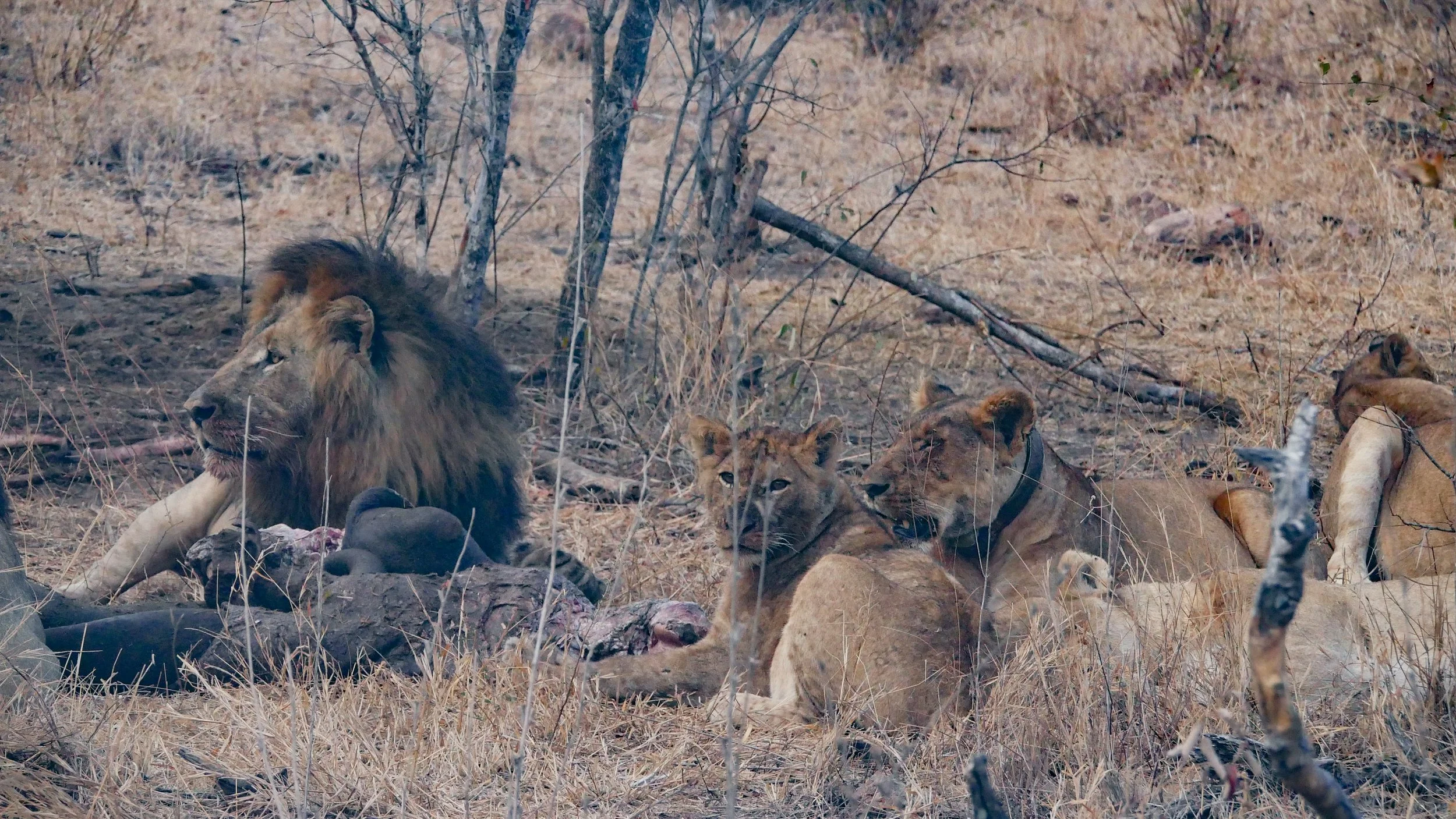 landscapeandwildlife_Kruger_-38.jpg