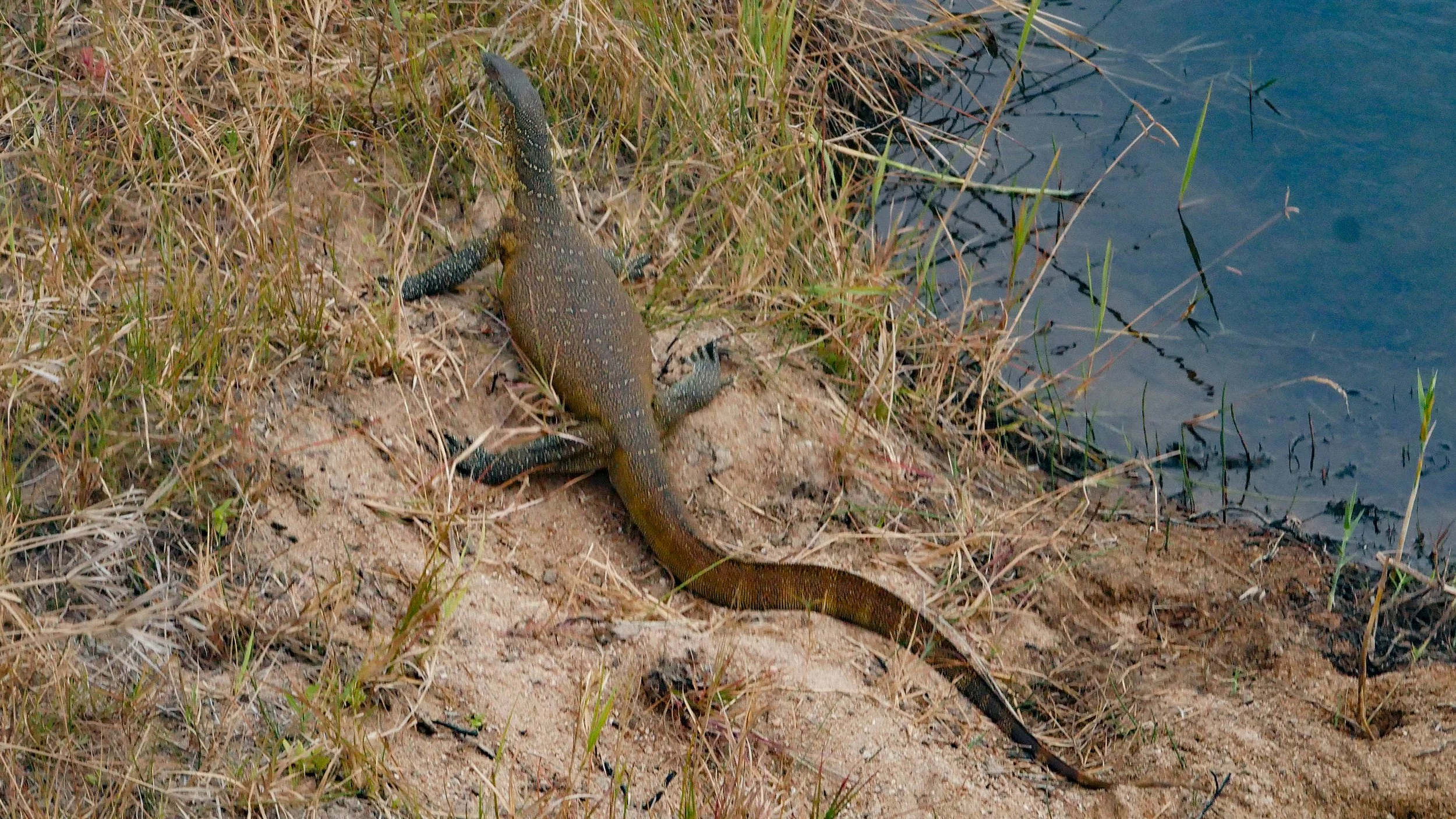 landscapeandwildlife_Kruger_-83.jpg