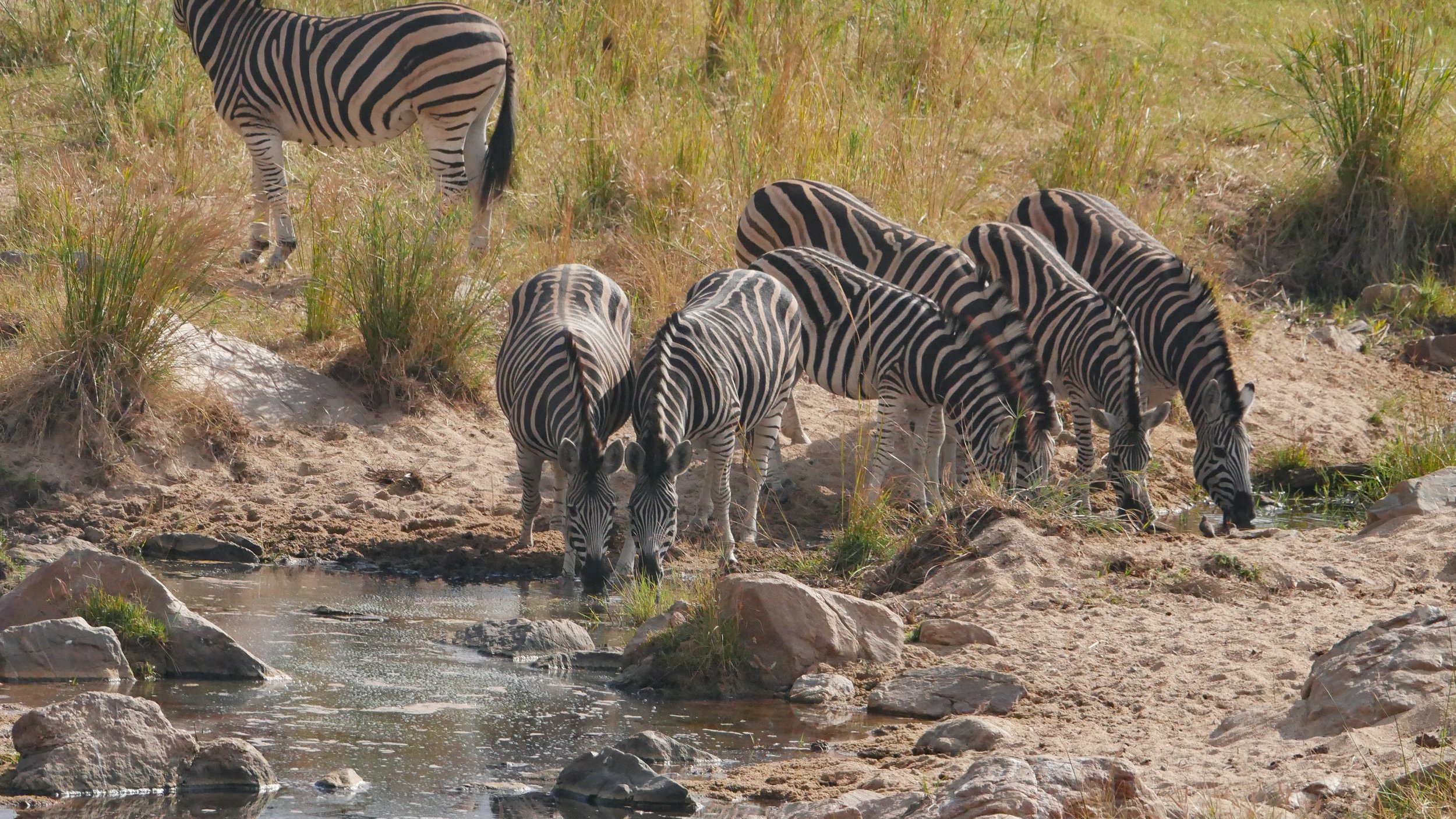 landscapeandwildlife_Kruger_-135.jpg