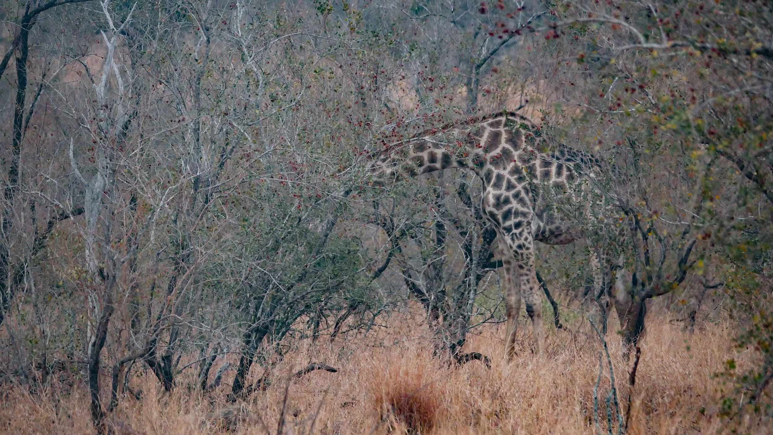landscapeandwildlife_Kruger_-12.jpg