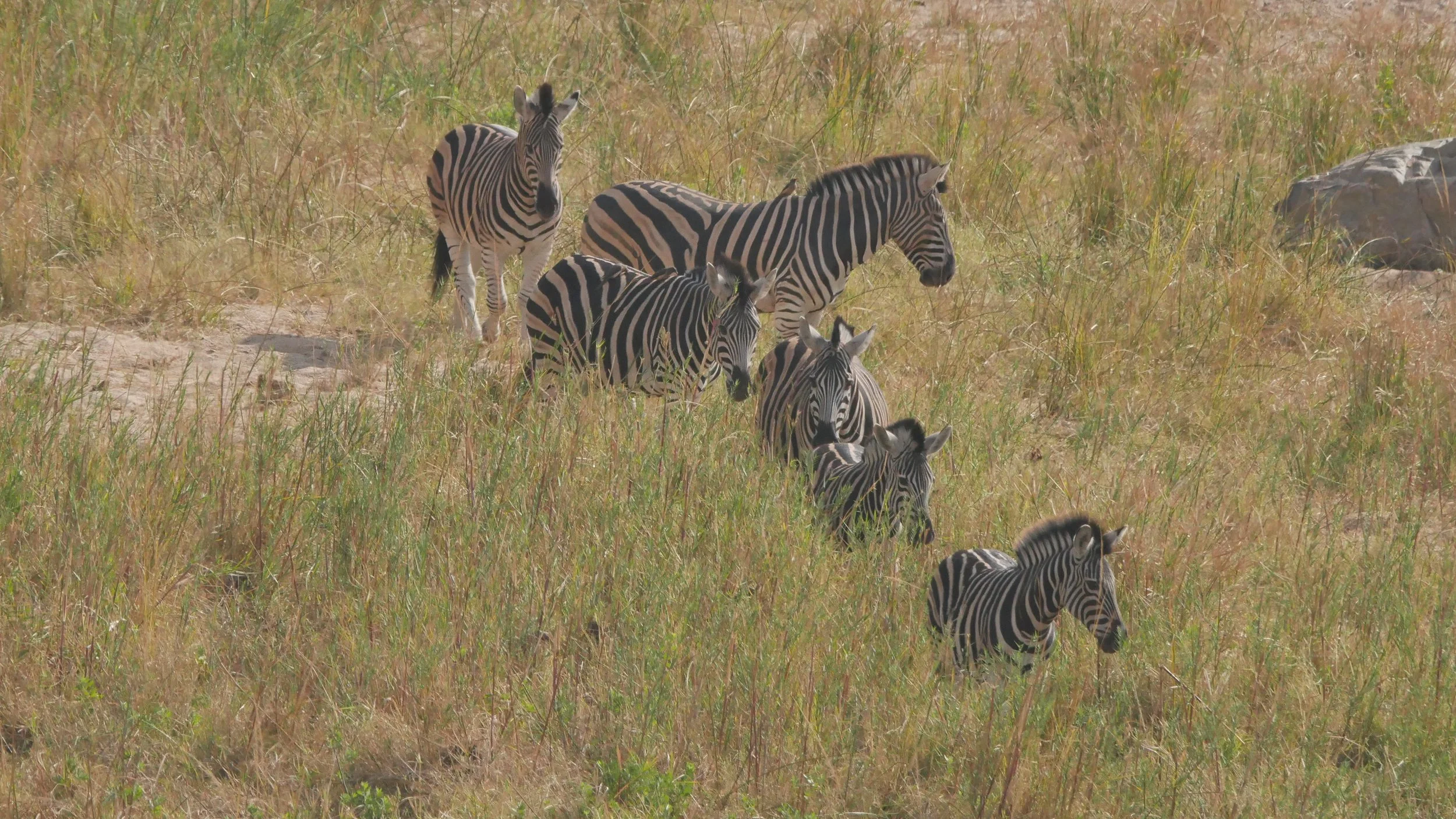 landscapeandwildlife_Kruger_-133.jpg