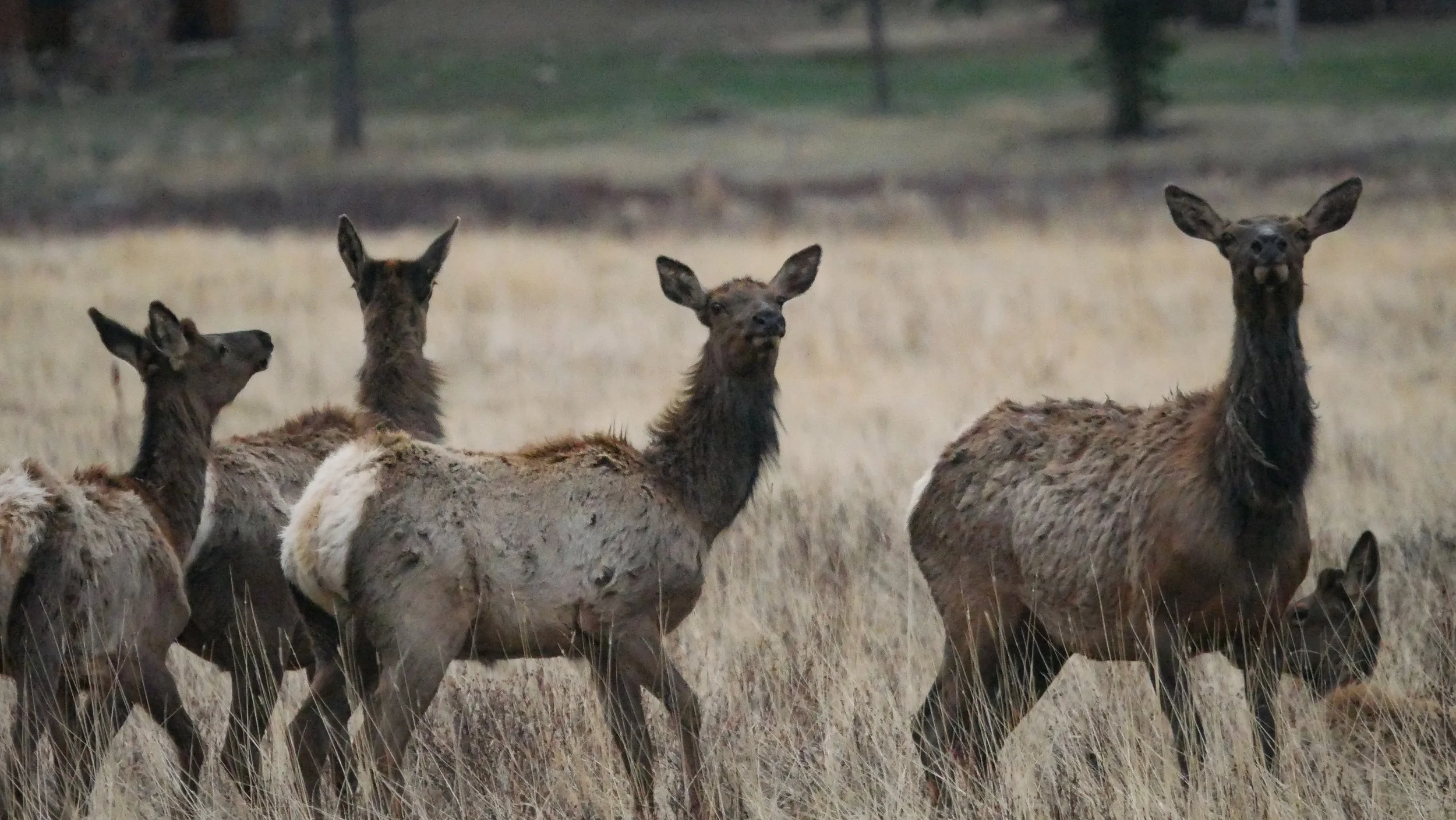 LandscapeandWildlife_RMNP_-61.jpg