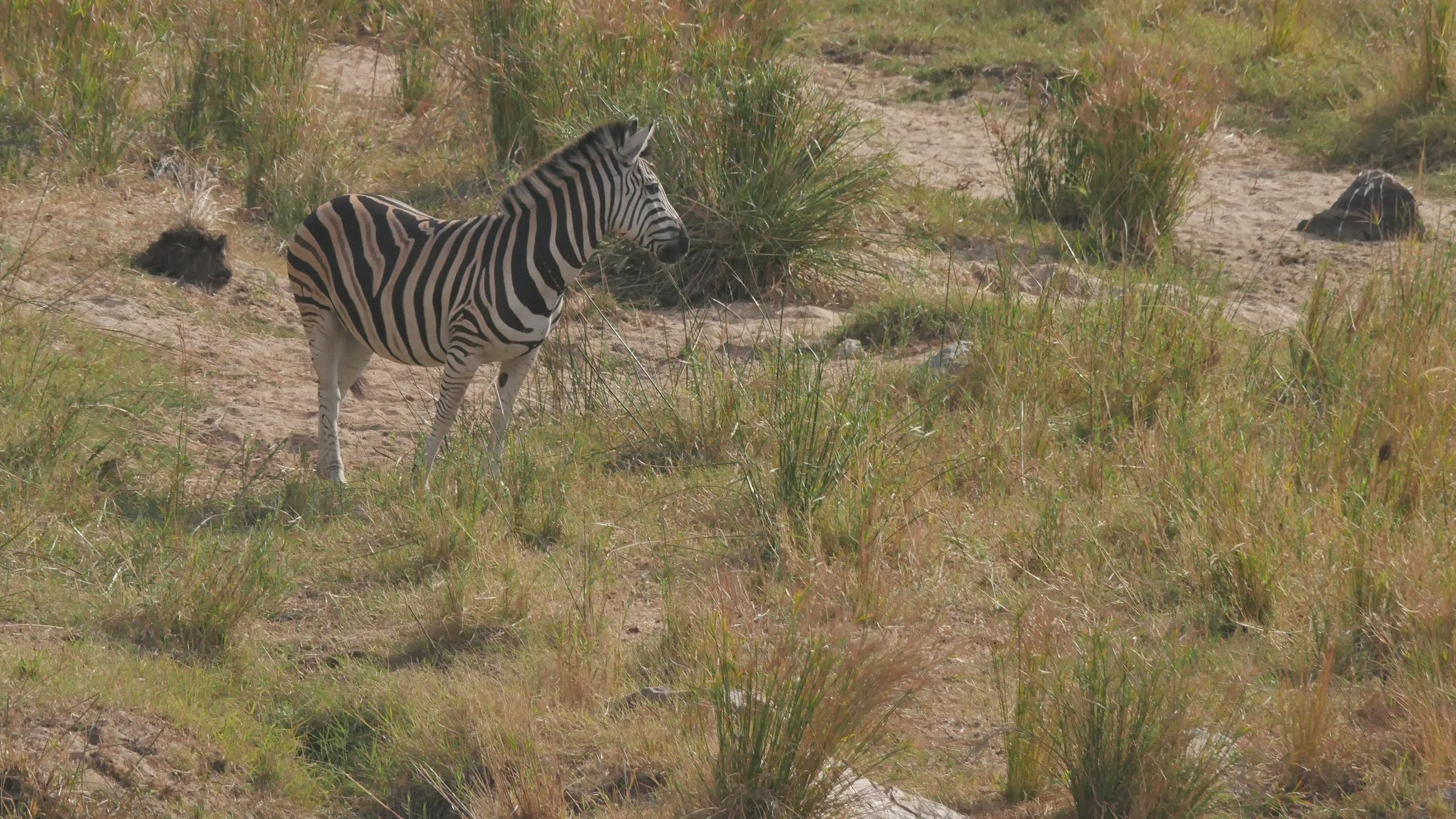 landscapeandwildlife_Kruger_-132.jpg