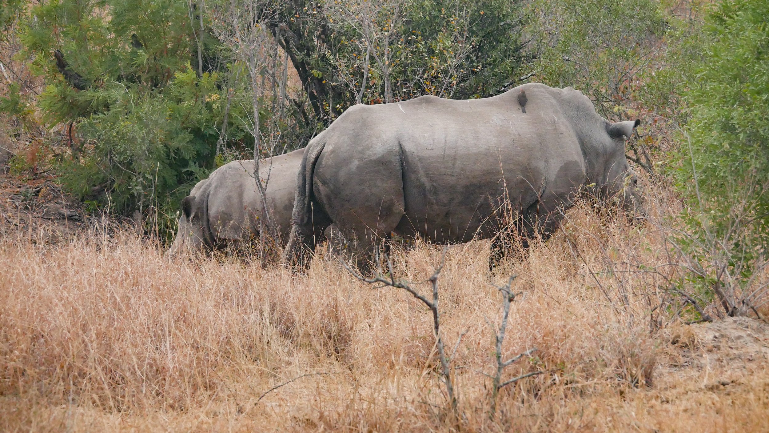 landscapeandwildlife_Kruger_-57.jpg