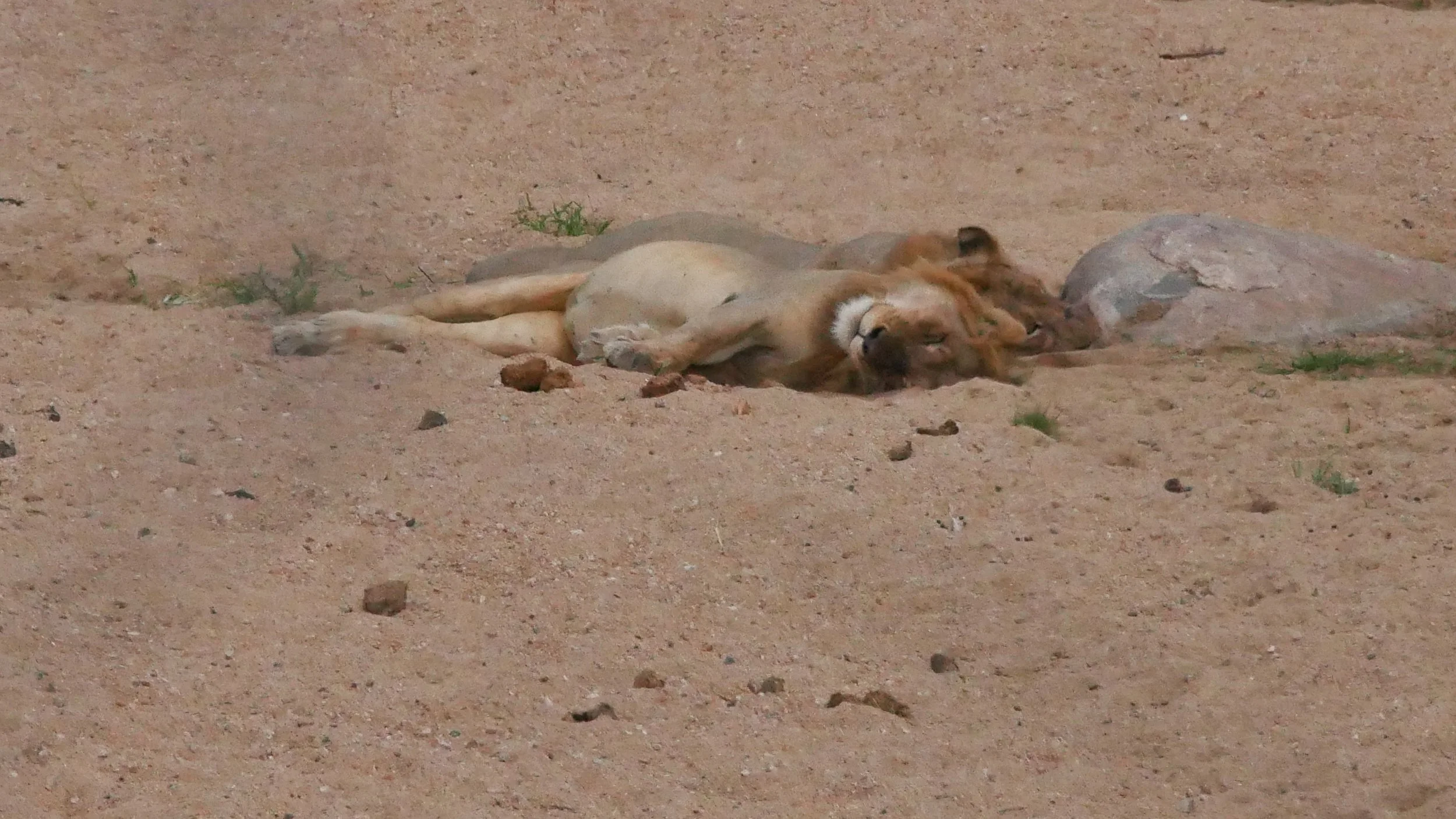 landscapeandwildlife_Kruger_-93.jpg