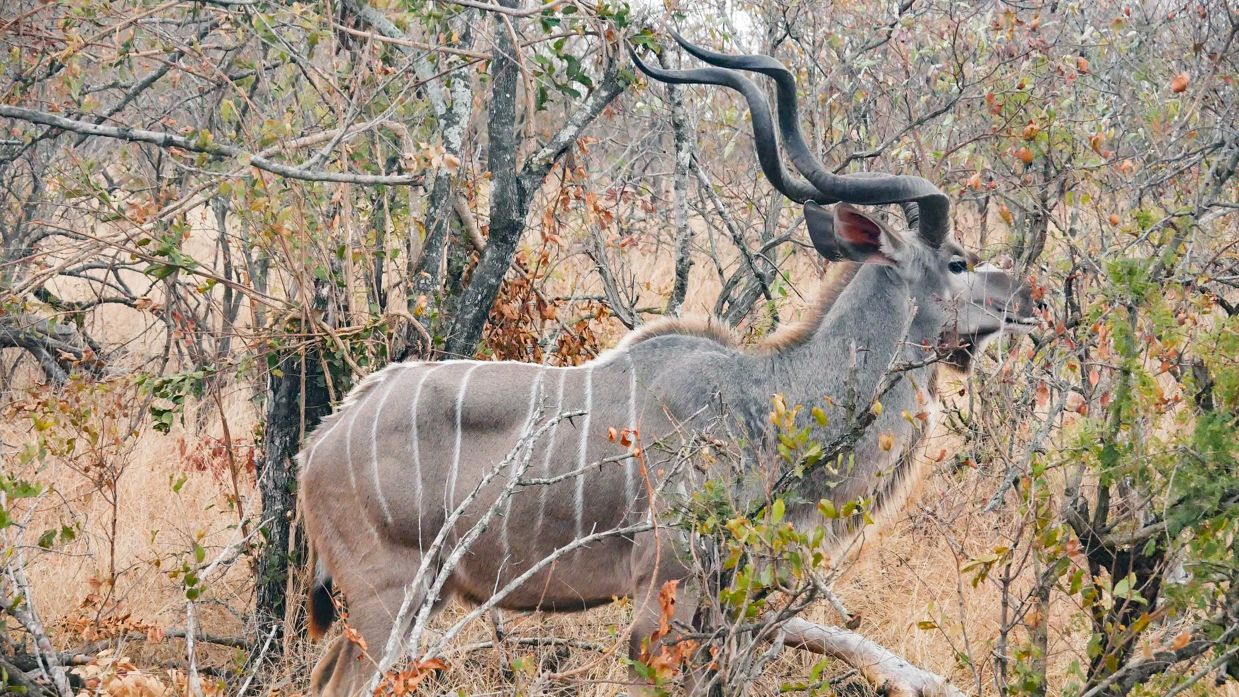 landscapeandwildlife_Kruger_-80.jpg