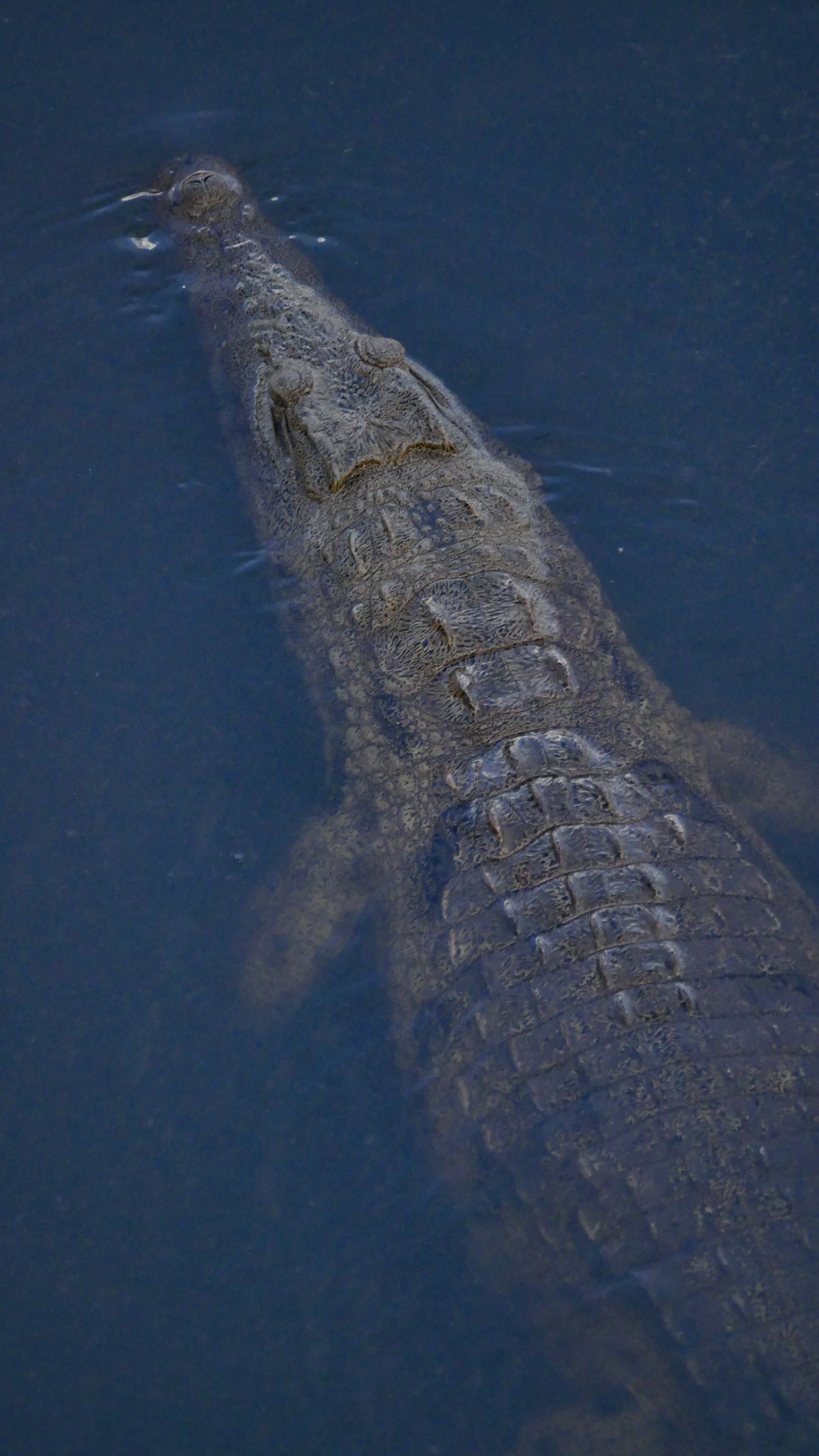 landscapeandwildlife_Kruger_-163.jpg