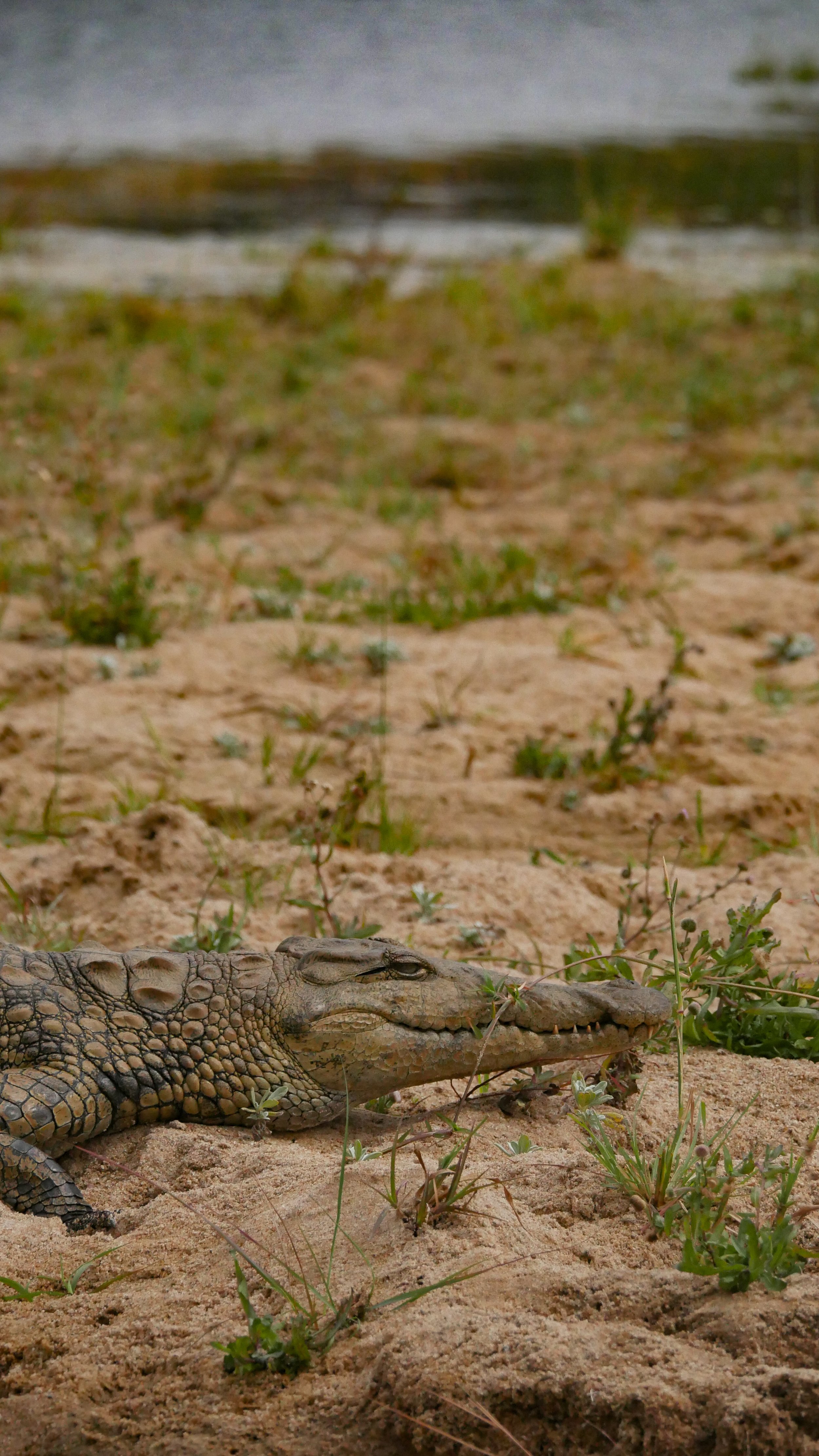 landscapeandwildlife_Kruger_-108.jpg