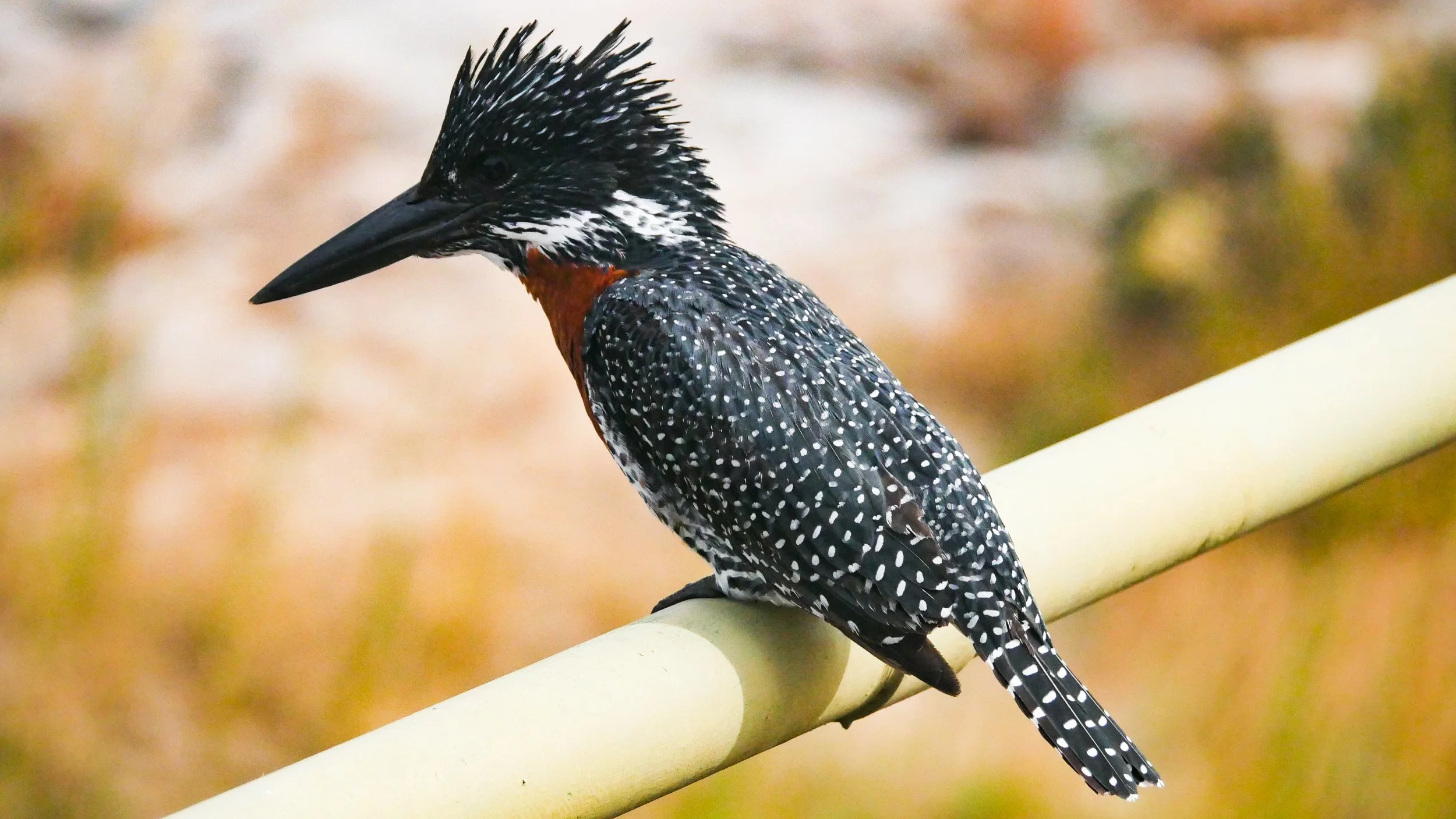 landscapeandwildlife_Kruger_-88.jpg