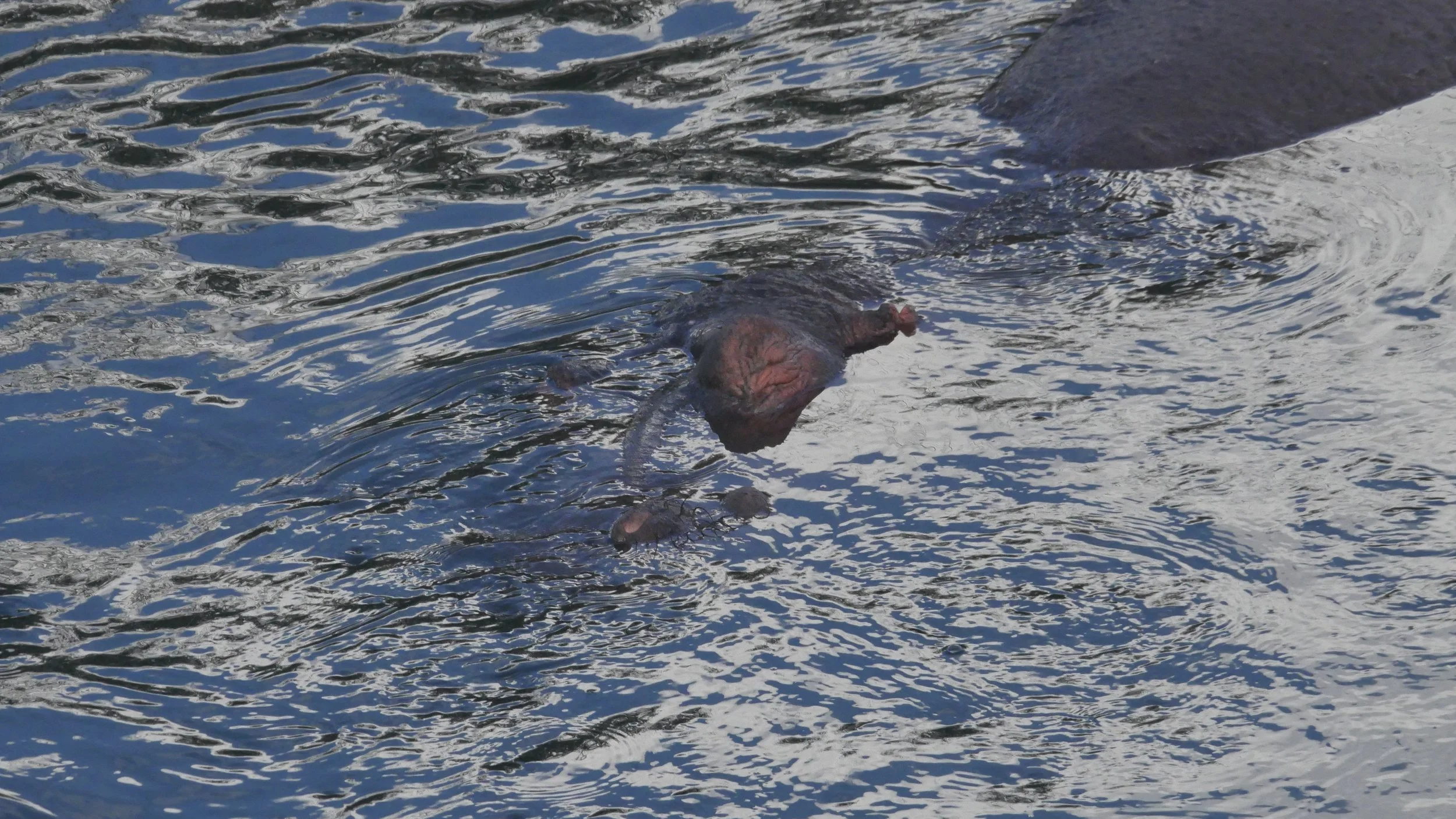 landscapeandwildlife_Kruger_-167.jpg