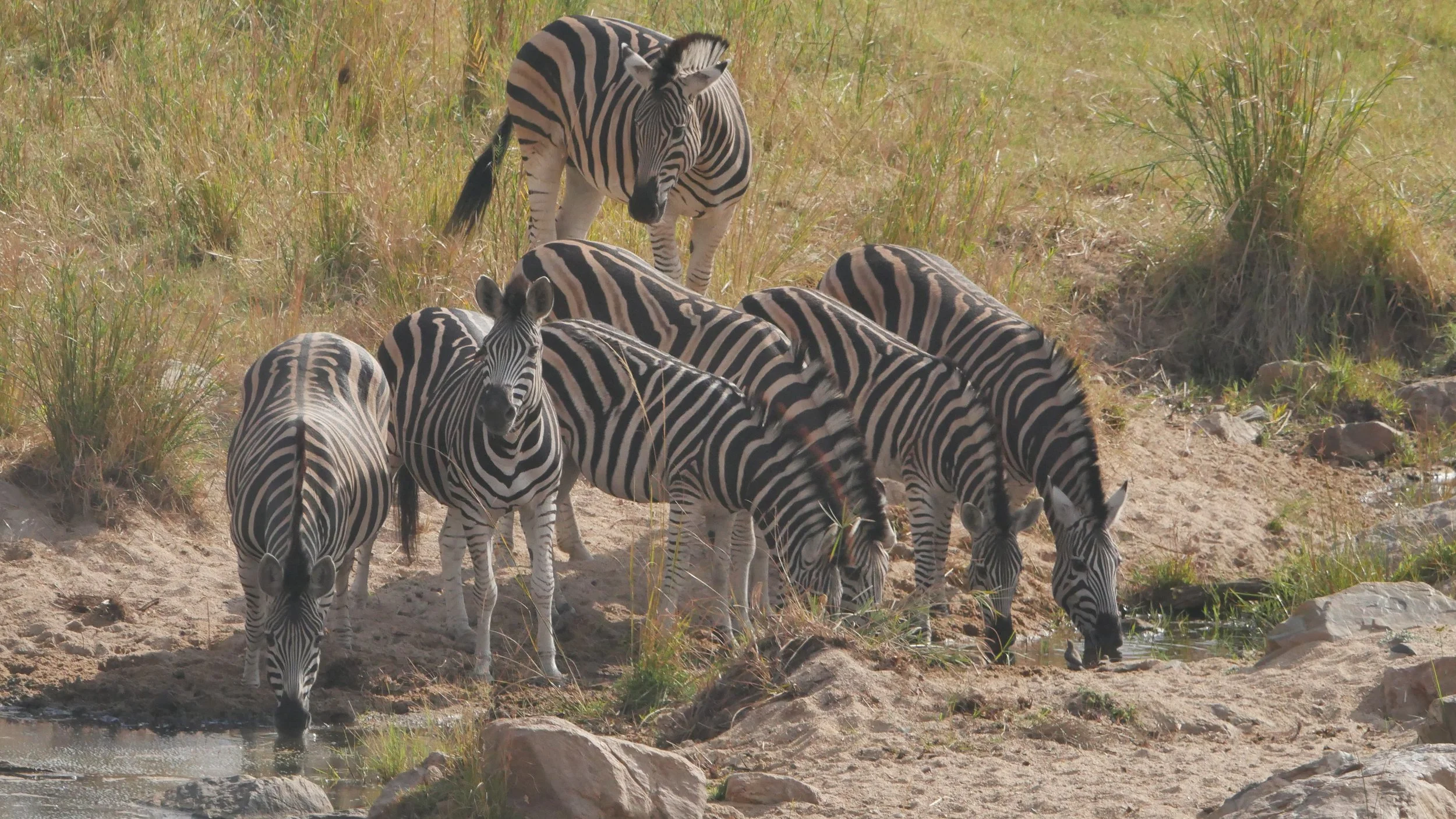 landscapeandwildlife_Kruger_-134.jpg
