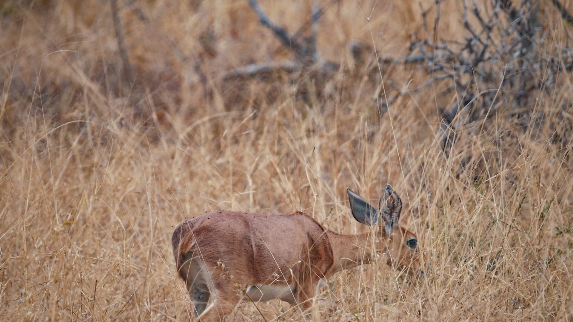 landscapeandwildlife_Kruger_-98.jpg
