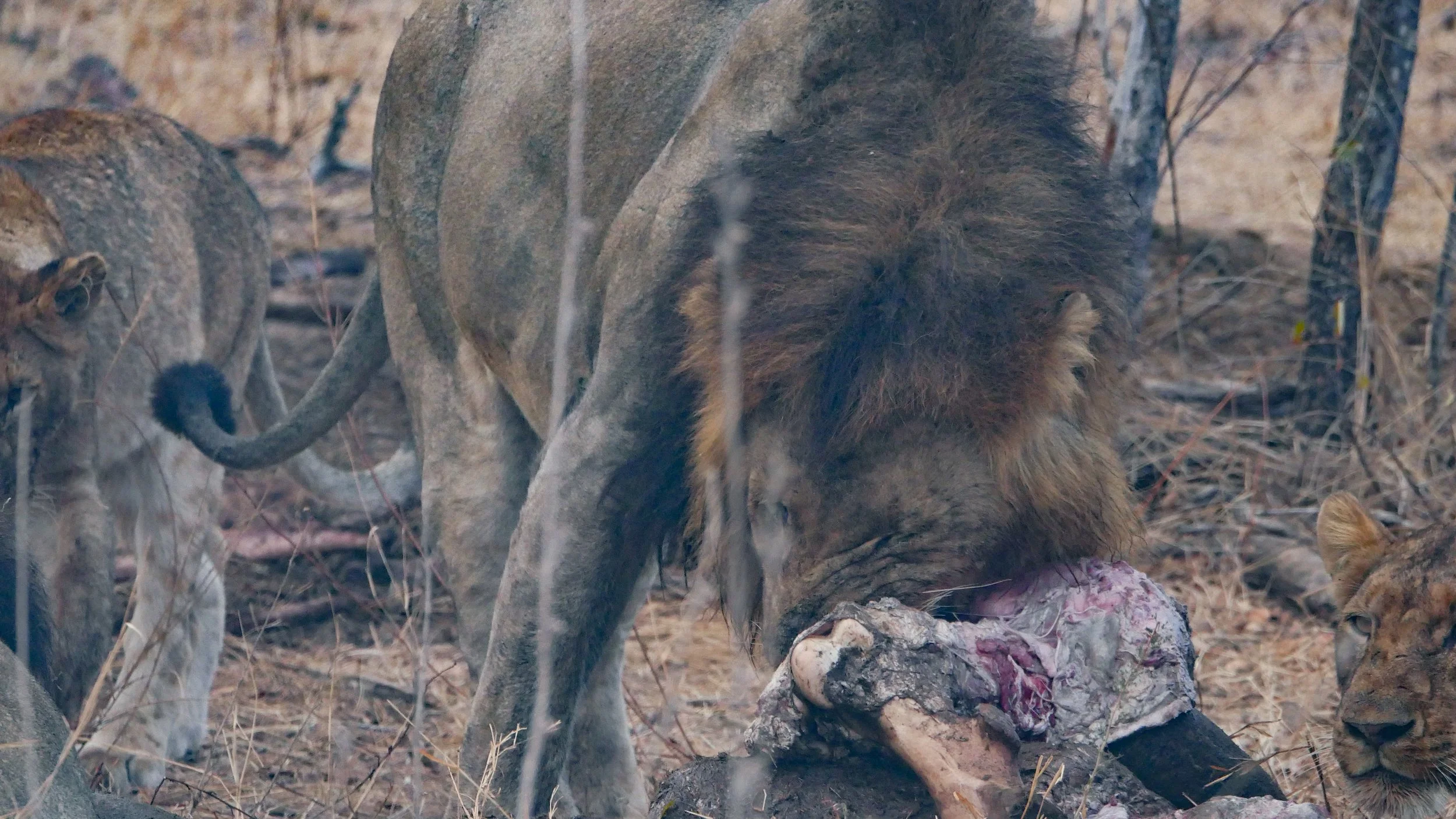 landscapeandwildlife_Kruger_-42.jpg