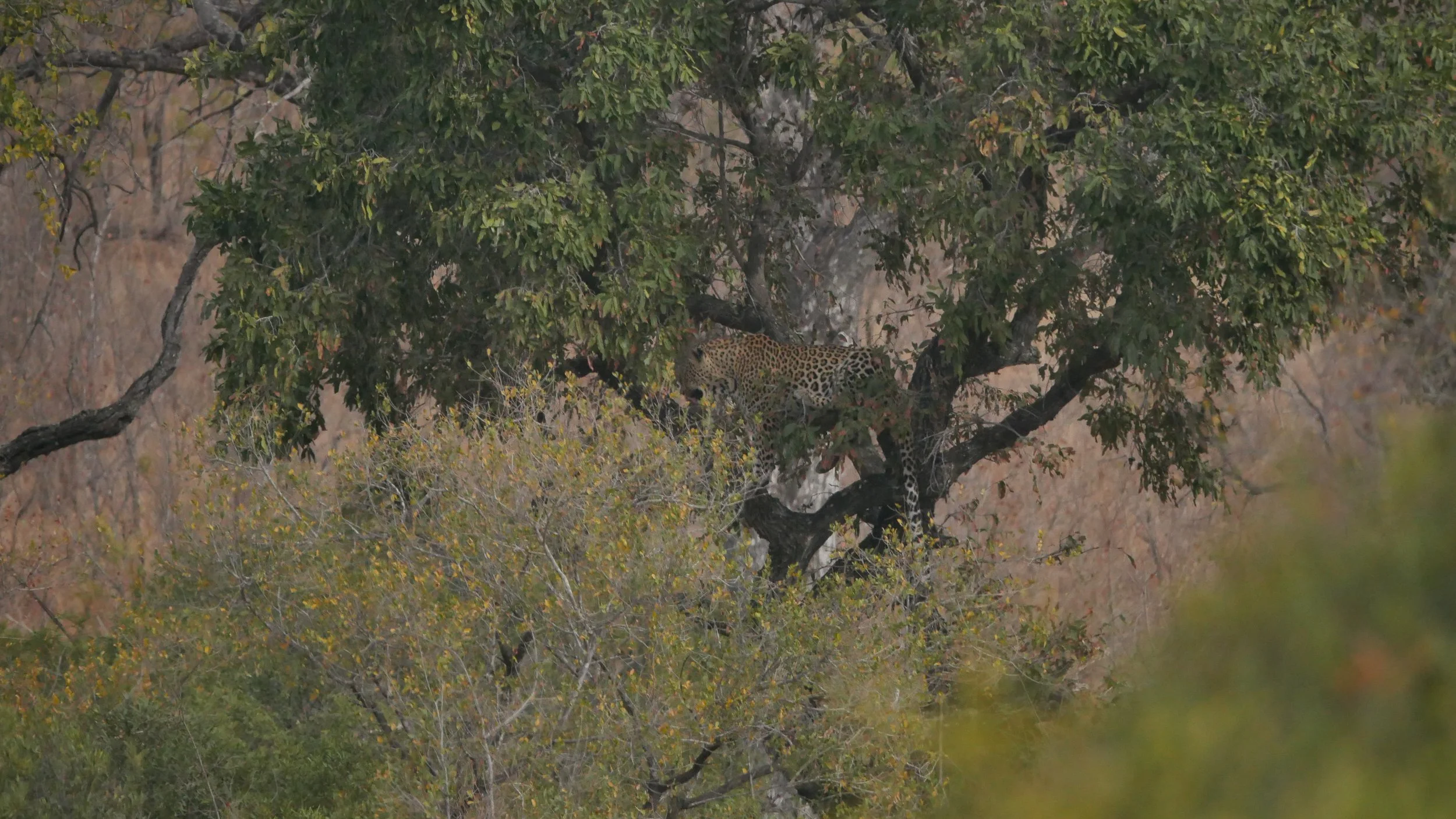 landscapeandwildlife_Kruger_-149.jpg