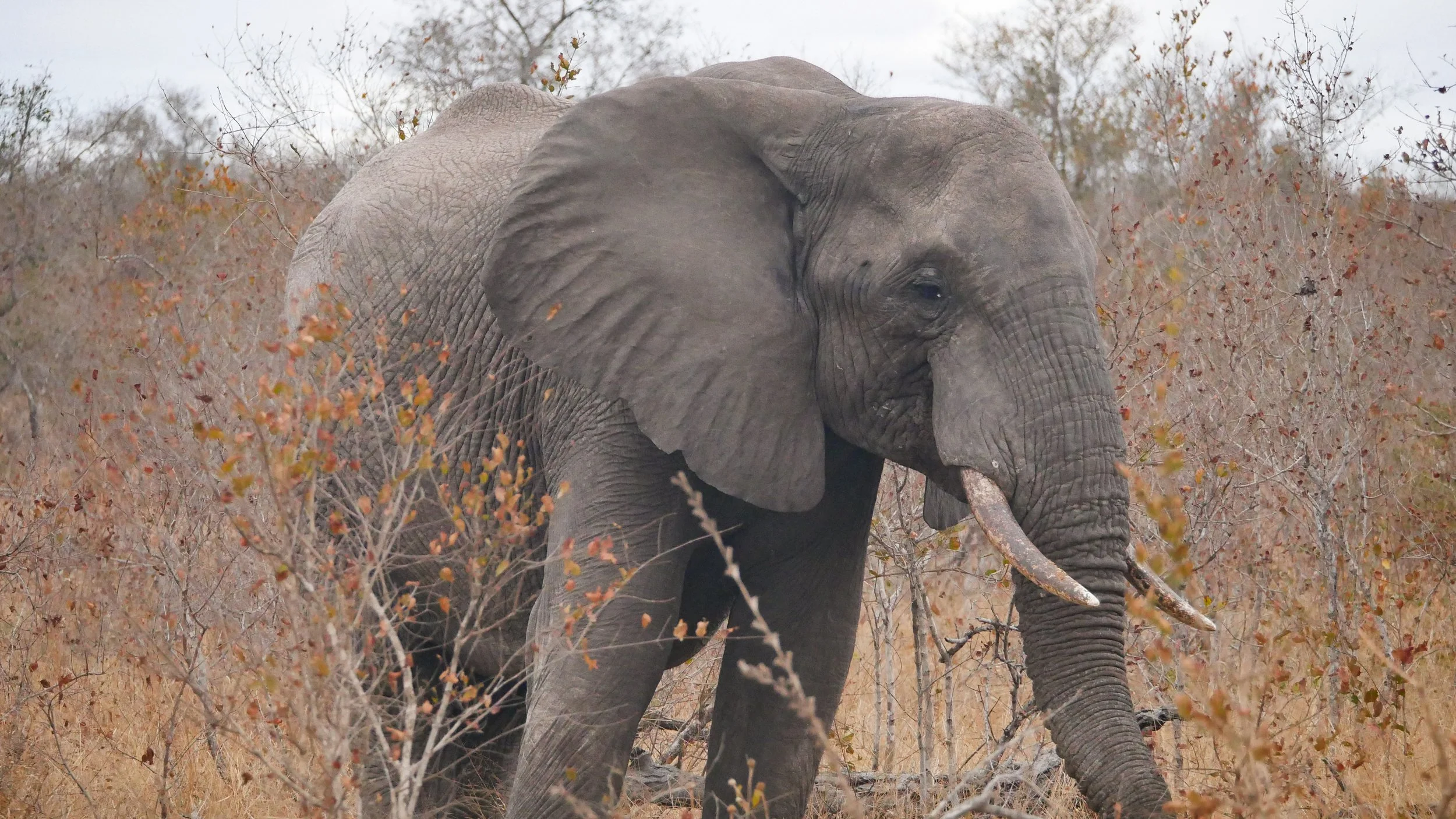 landscapeandwildlife_Kruger_-120.jpg
