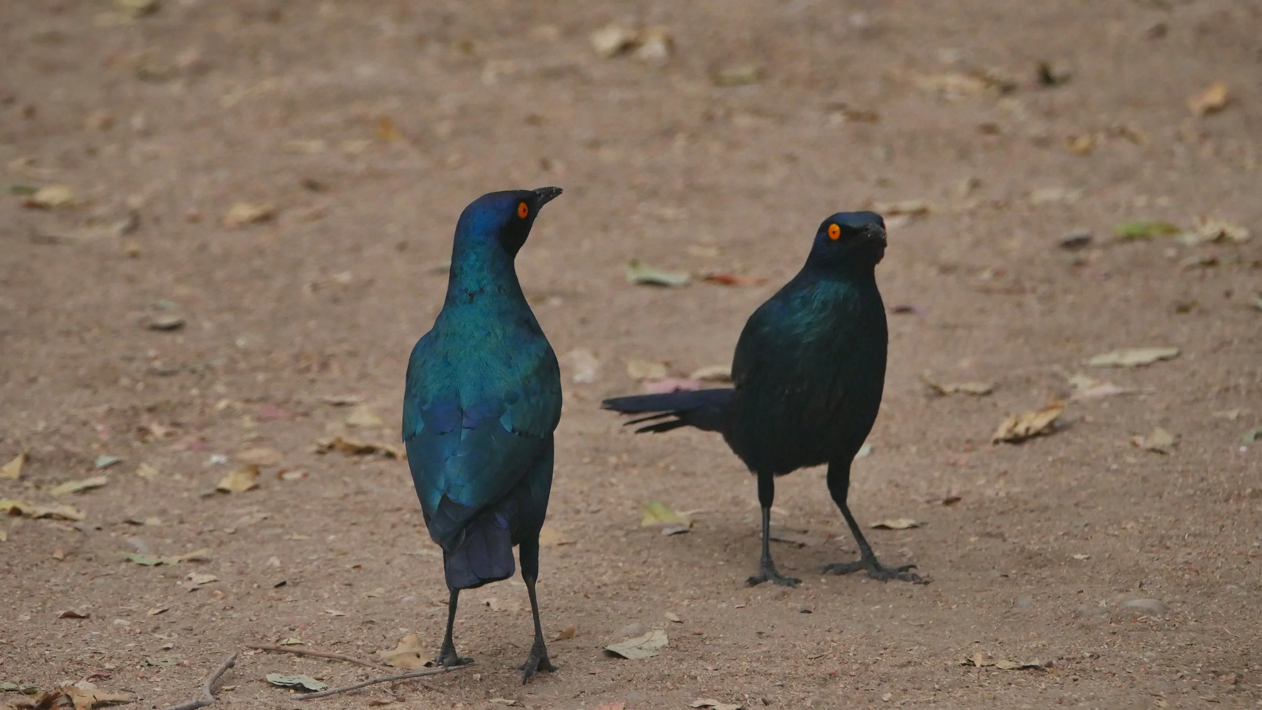 landscapeandwildlife_Kruger_-68.jpg