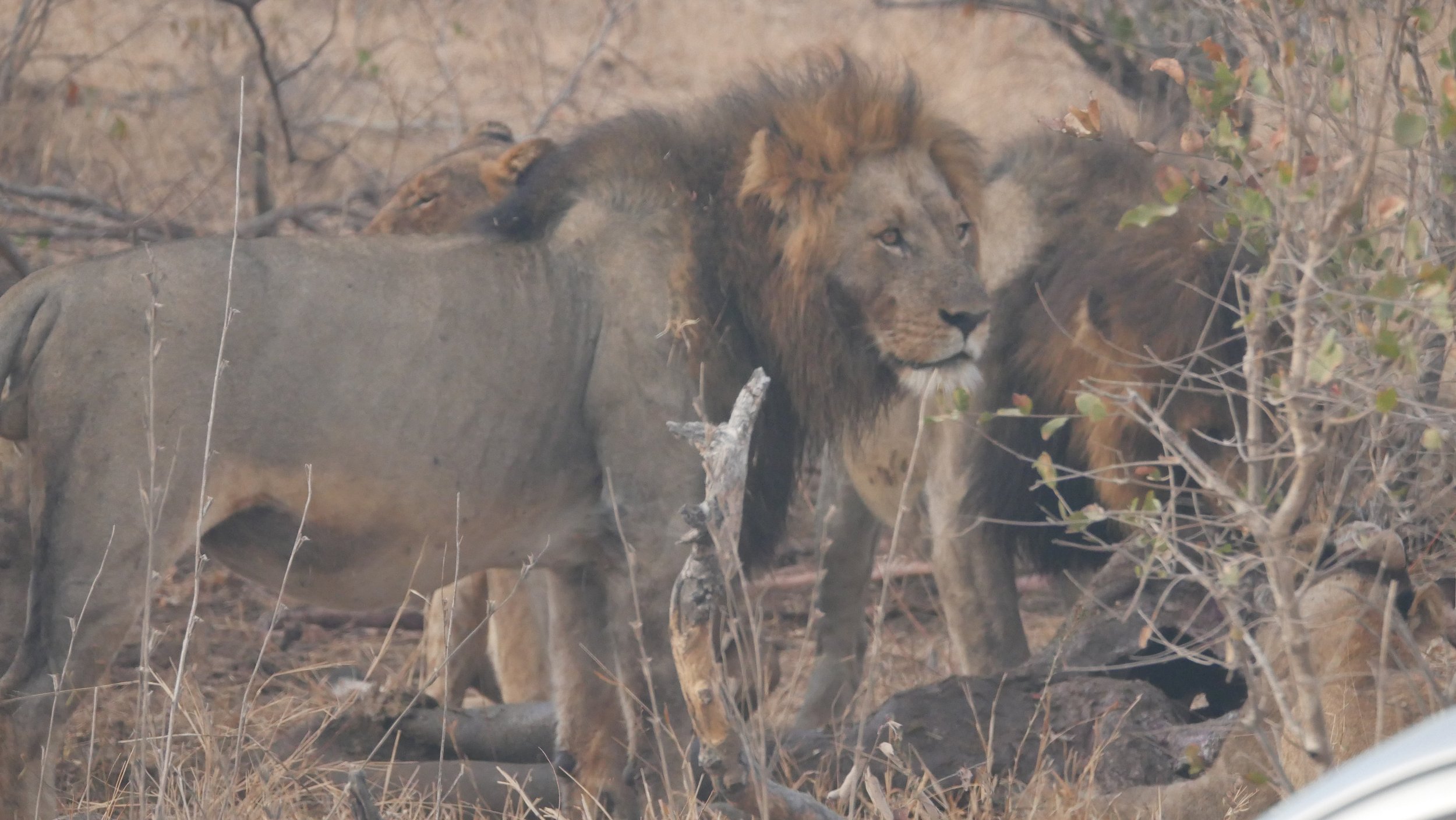 landscapeandwildlife_Kruger_-34.jpg