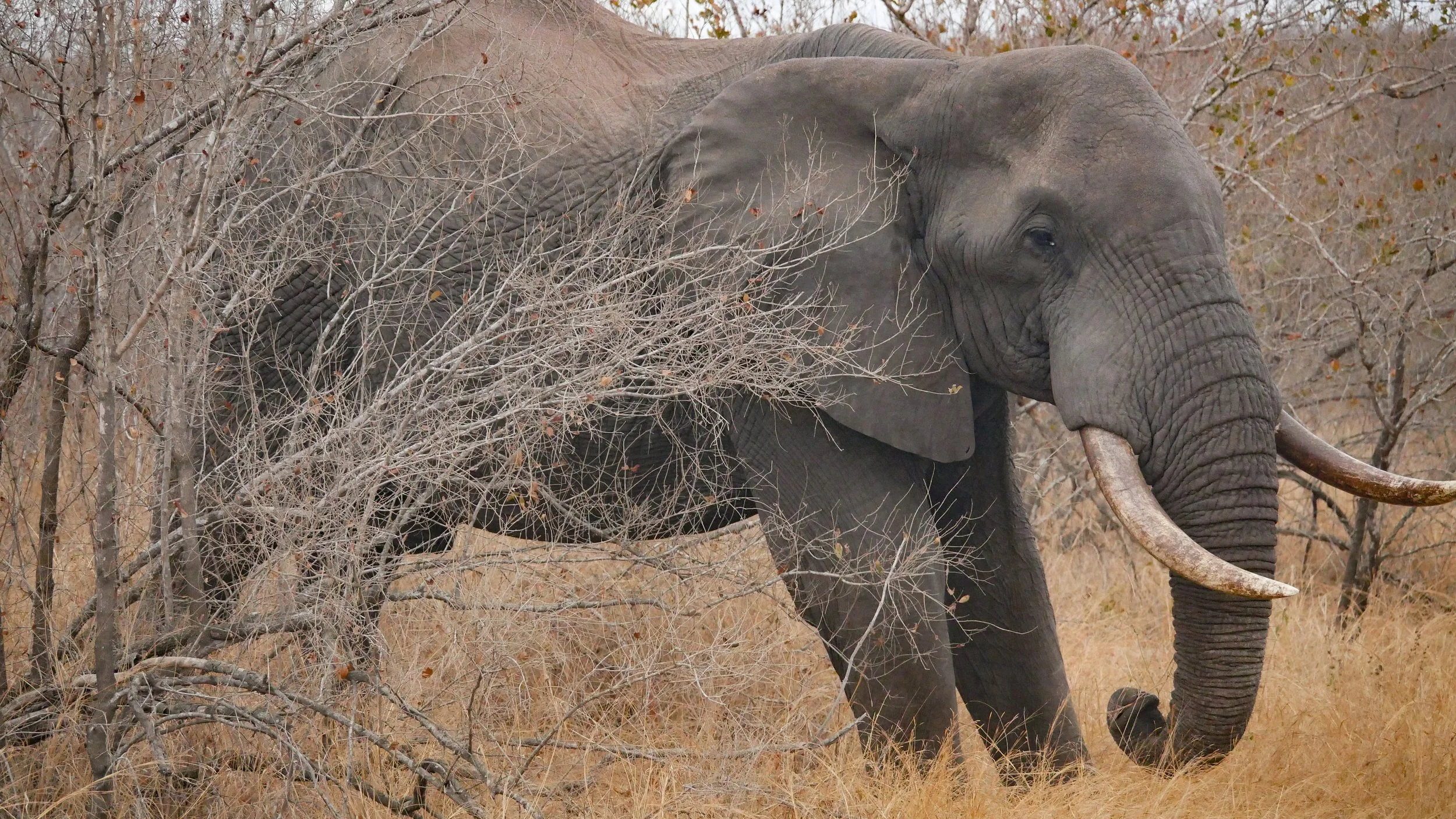 landscapeandwildlife_Kruger_-124.jpg