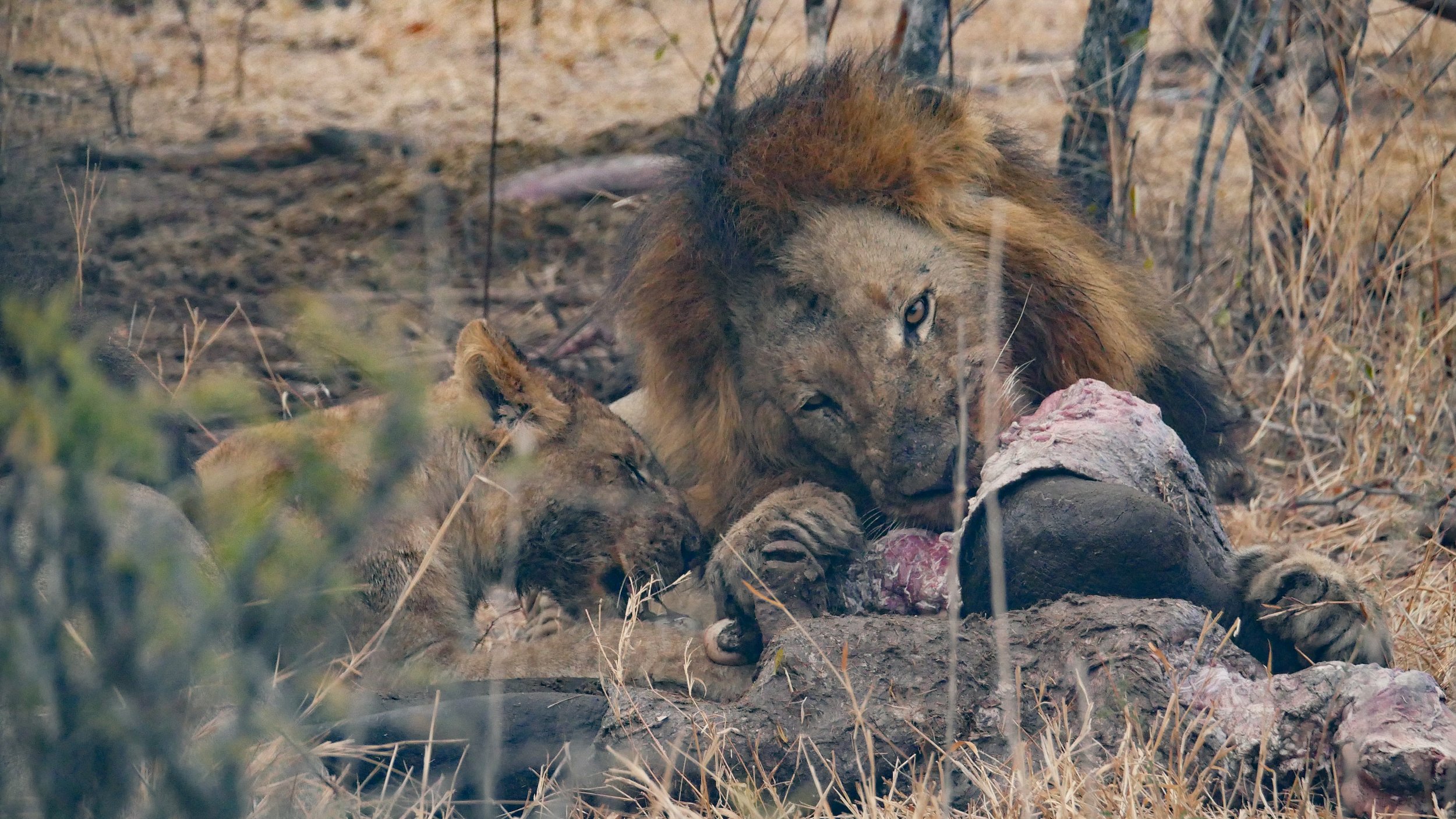 landscapeandwildlife_Kruger_-48.jpg