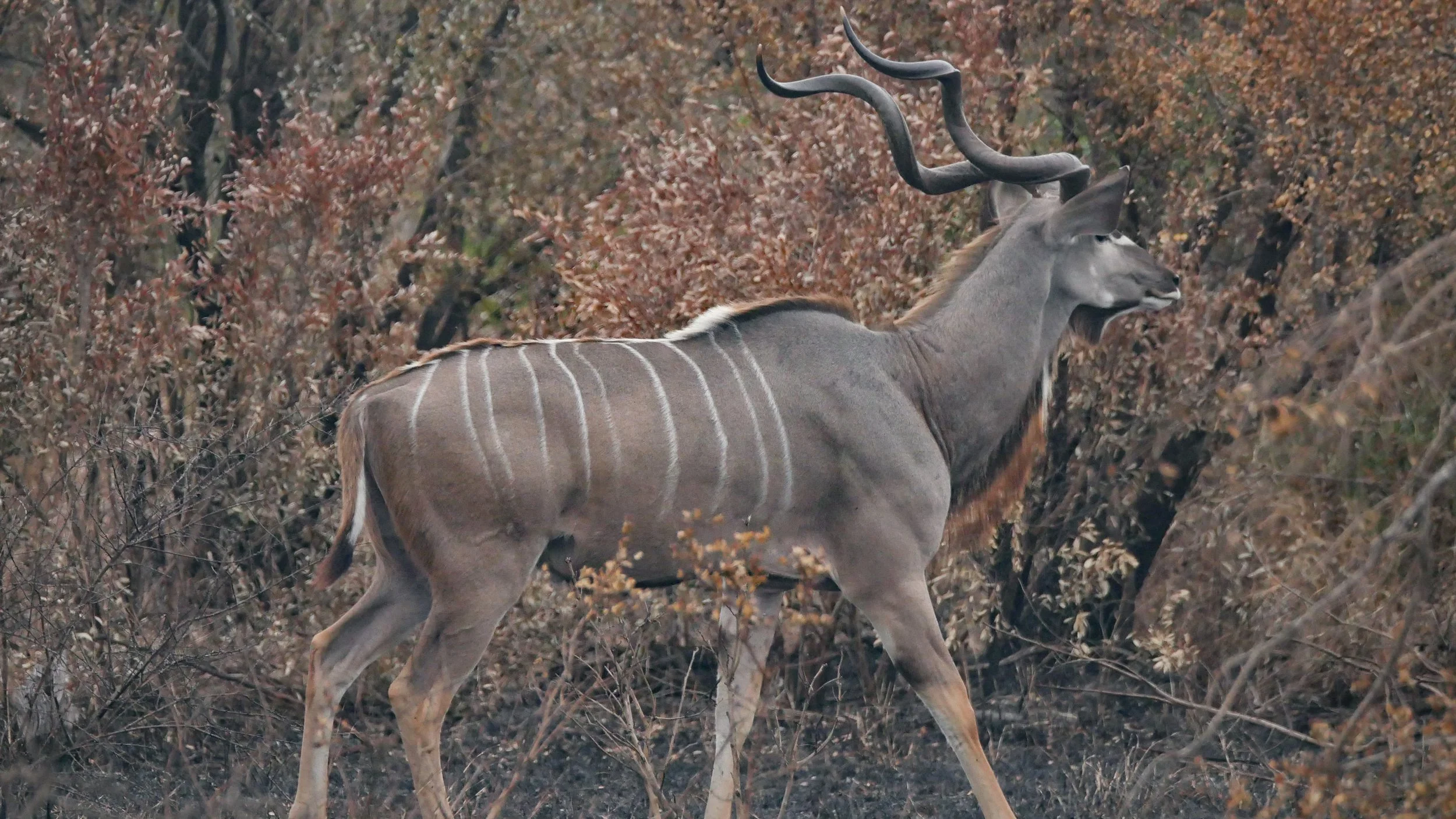 landscapeandwildlife_Kruger_-128.jpg