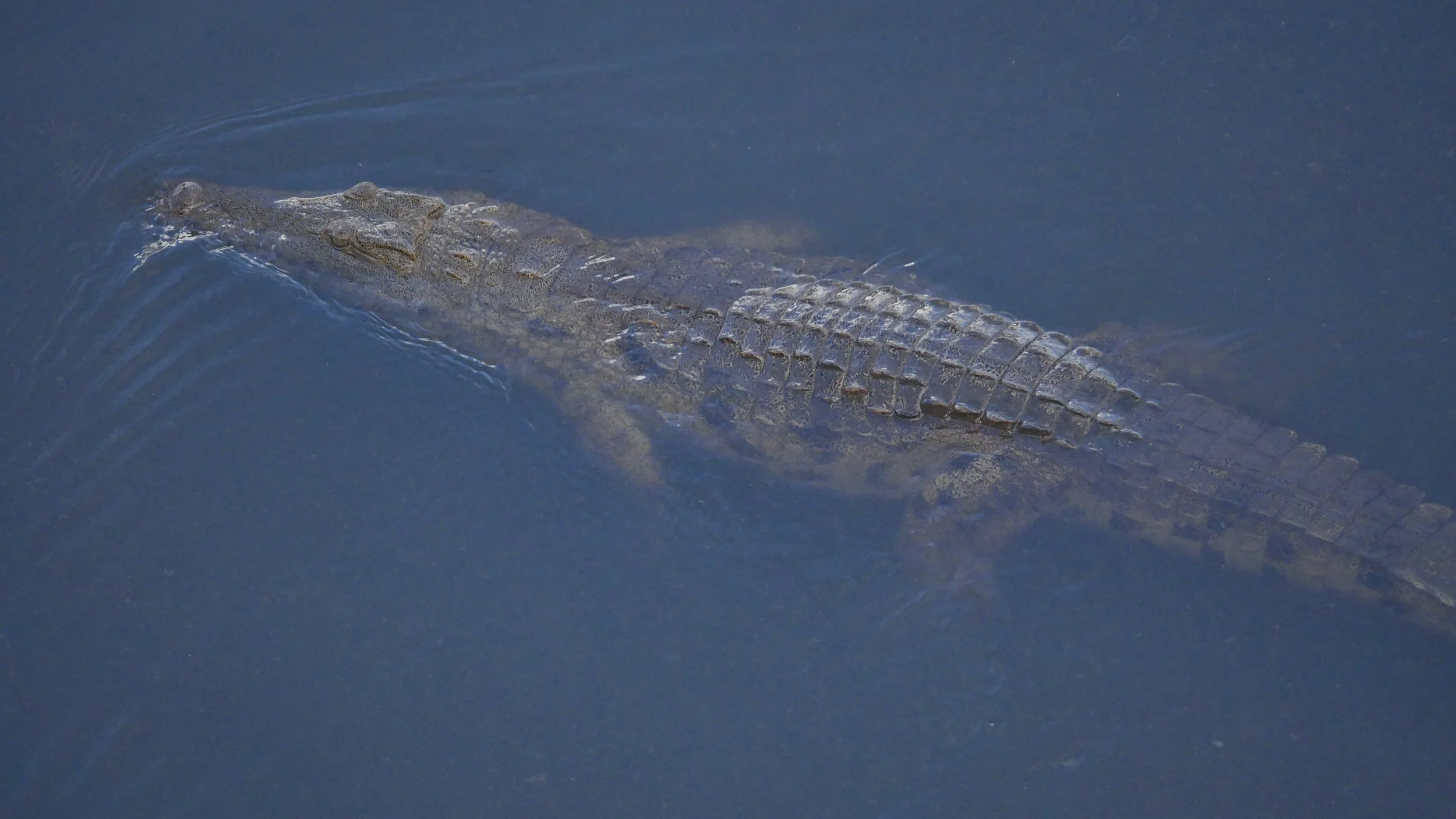 landscapeandwildlife_Kruger_-164.jpg