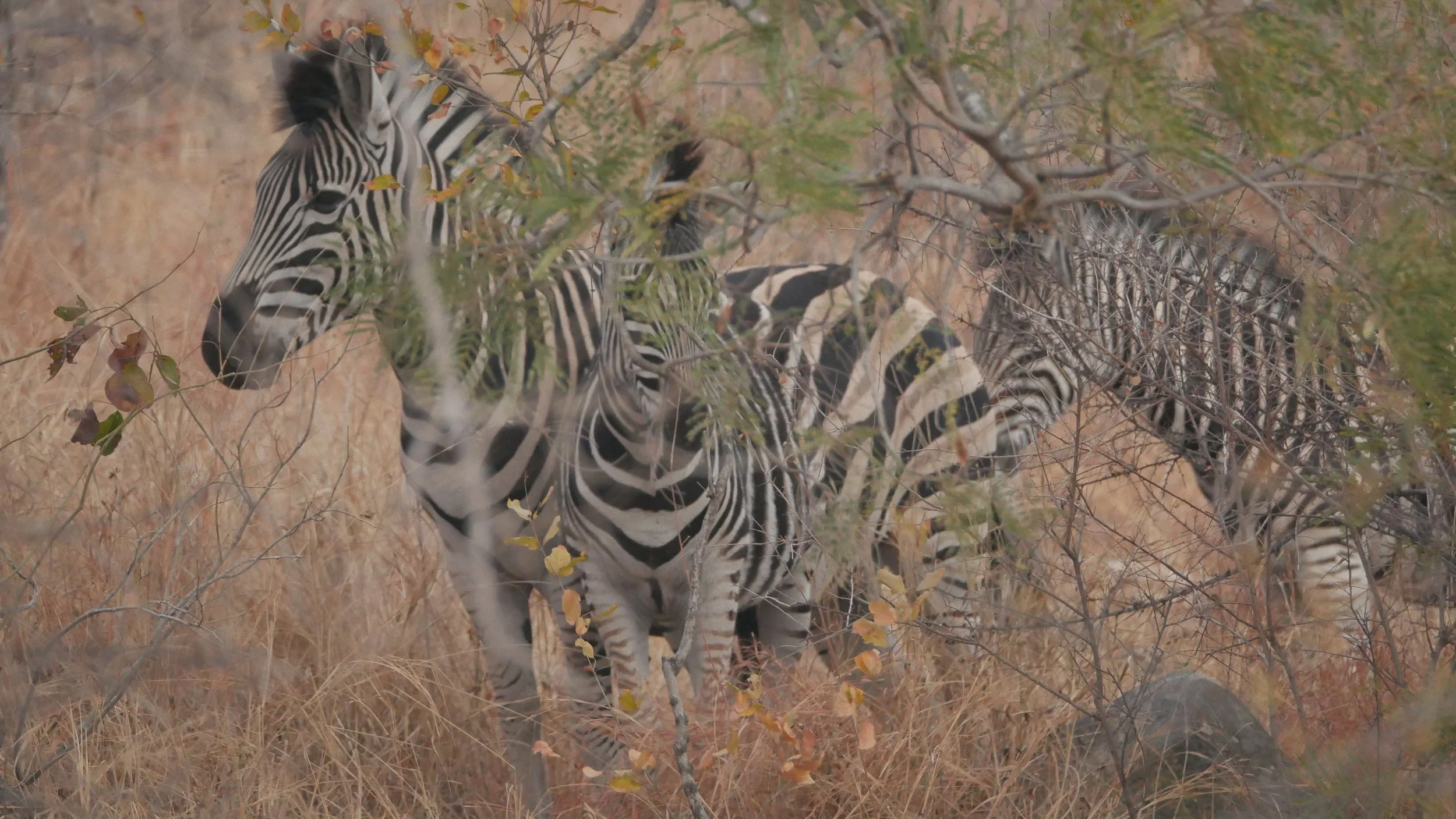 landscapeandwildlife_Kruger_-140.jpg