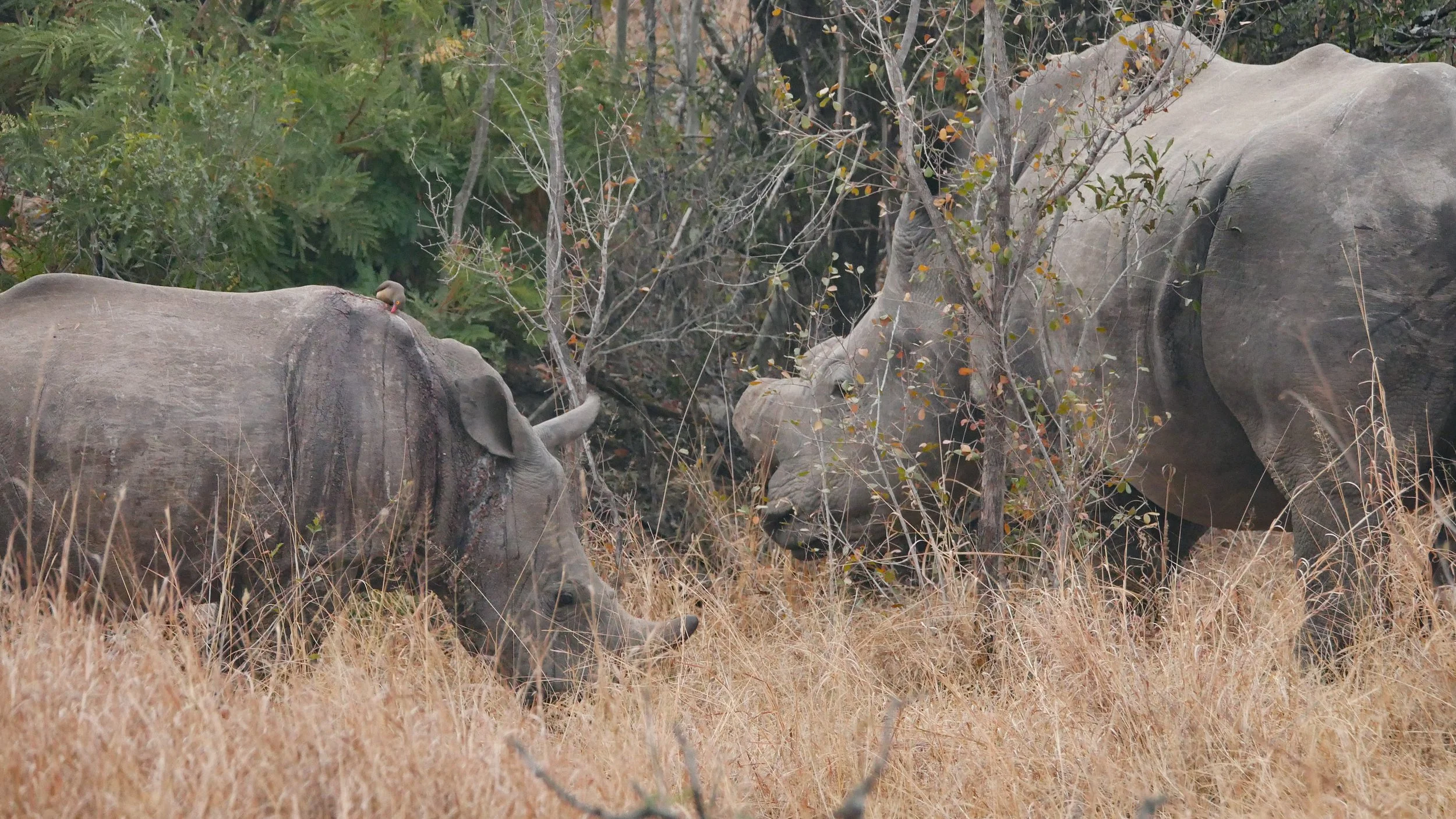 landscapeandwildlife_Kruger_-61.jpg