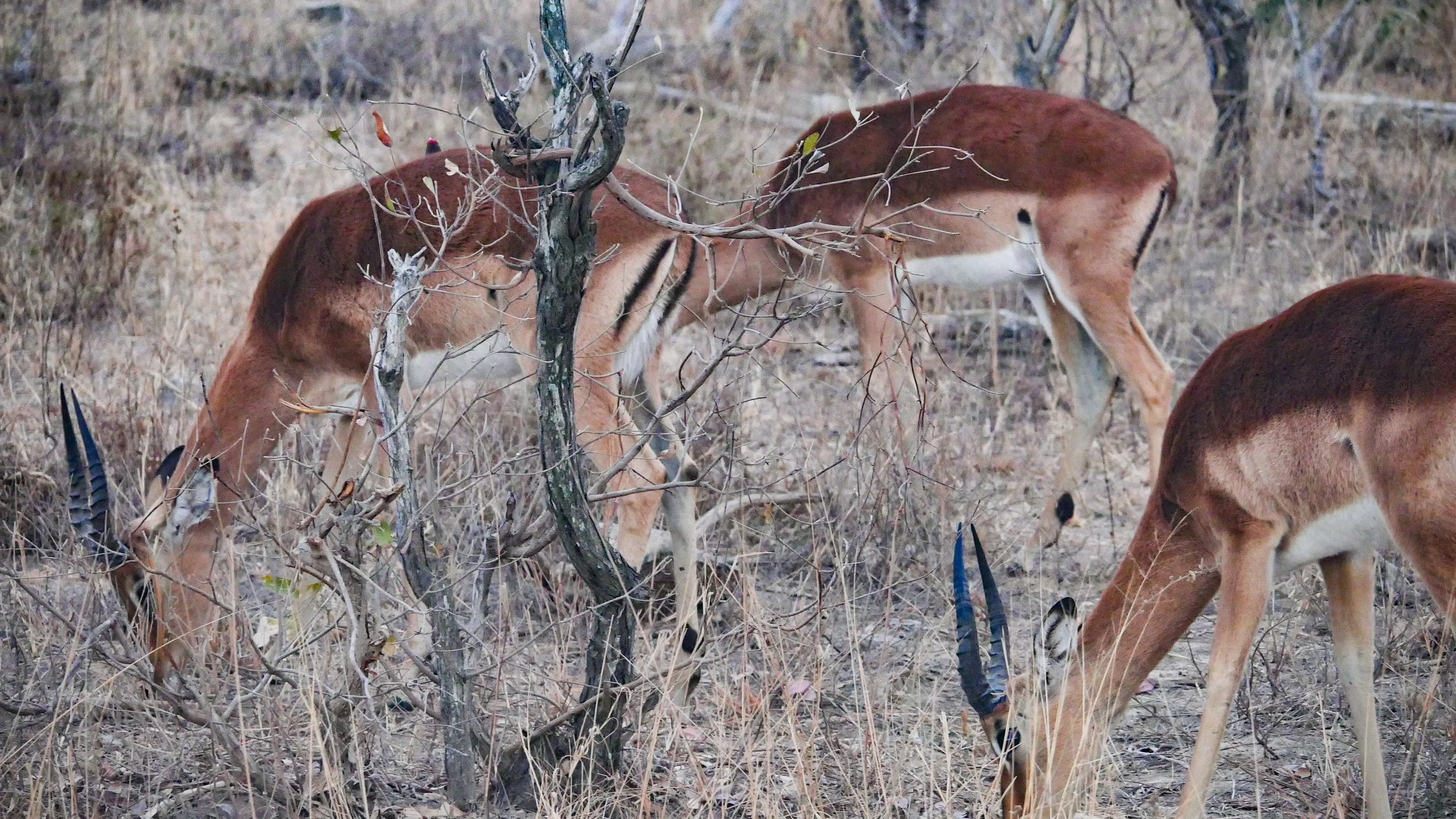 landscapeandwildlife_Kruger_-5.jpg