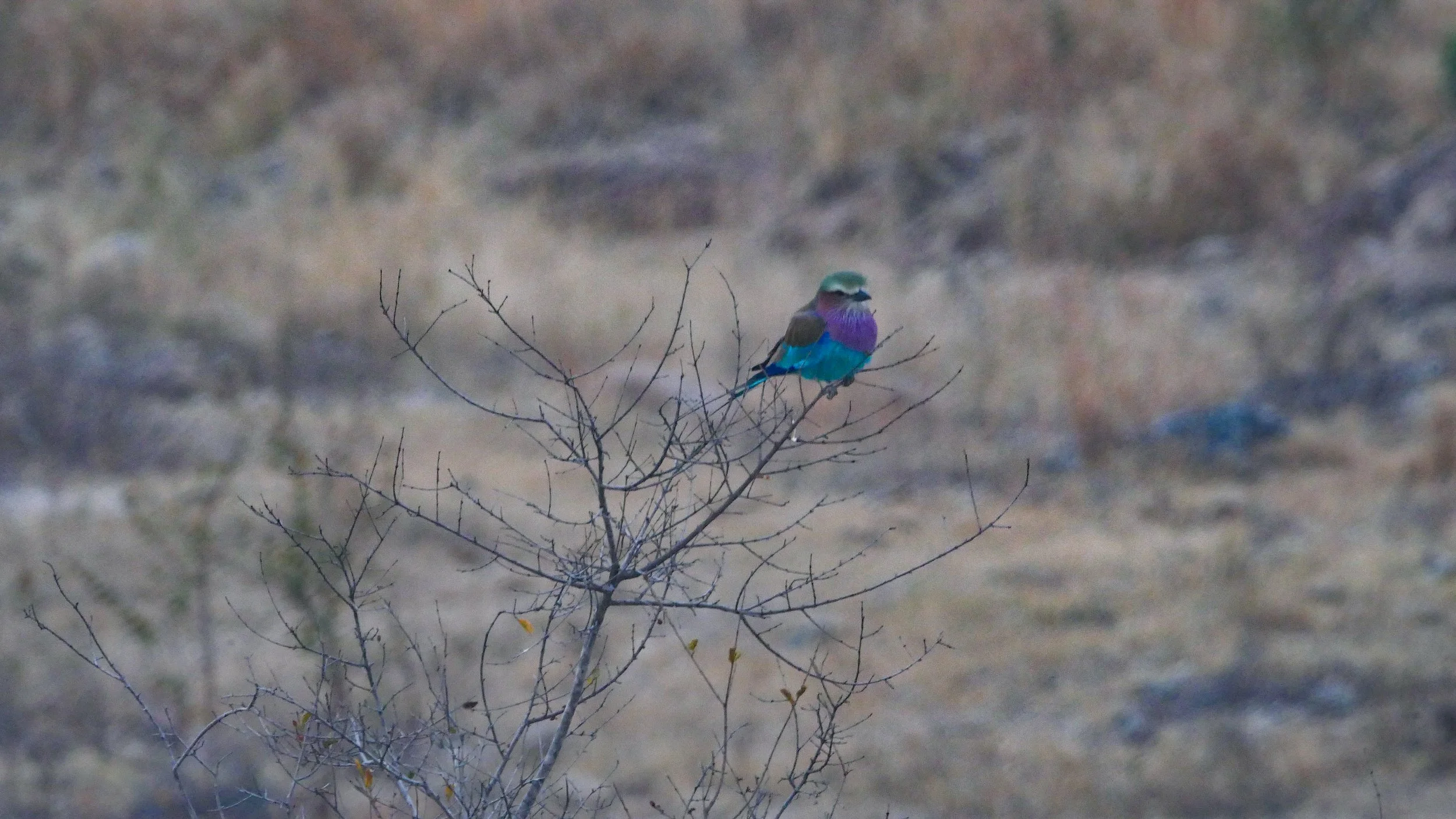 landscapeandwildlife_Kruger_-3.jpg