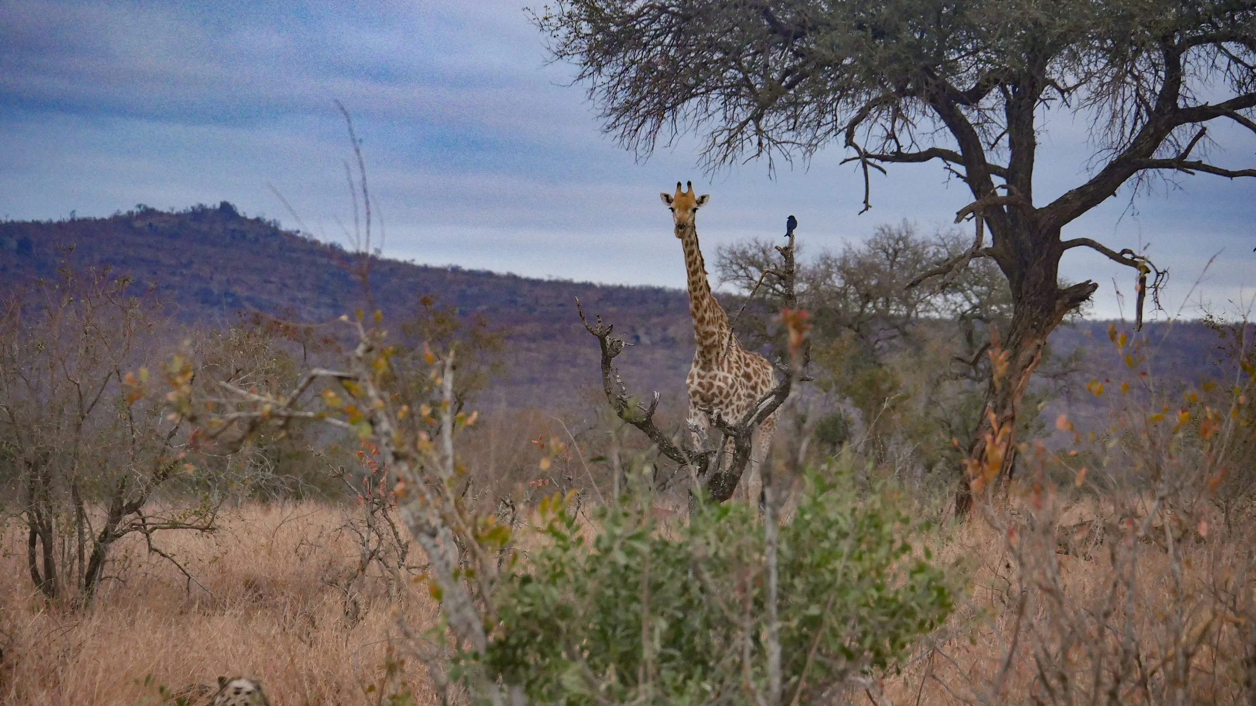 landscapeandwildlife_Kruger_-14.jpg